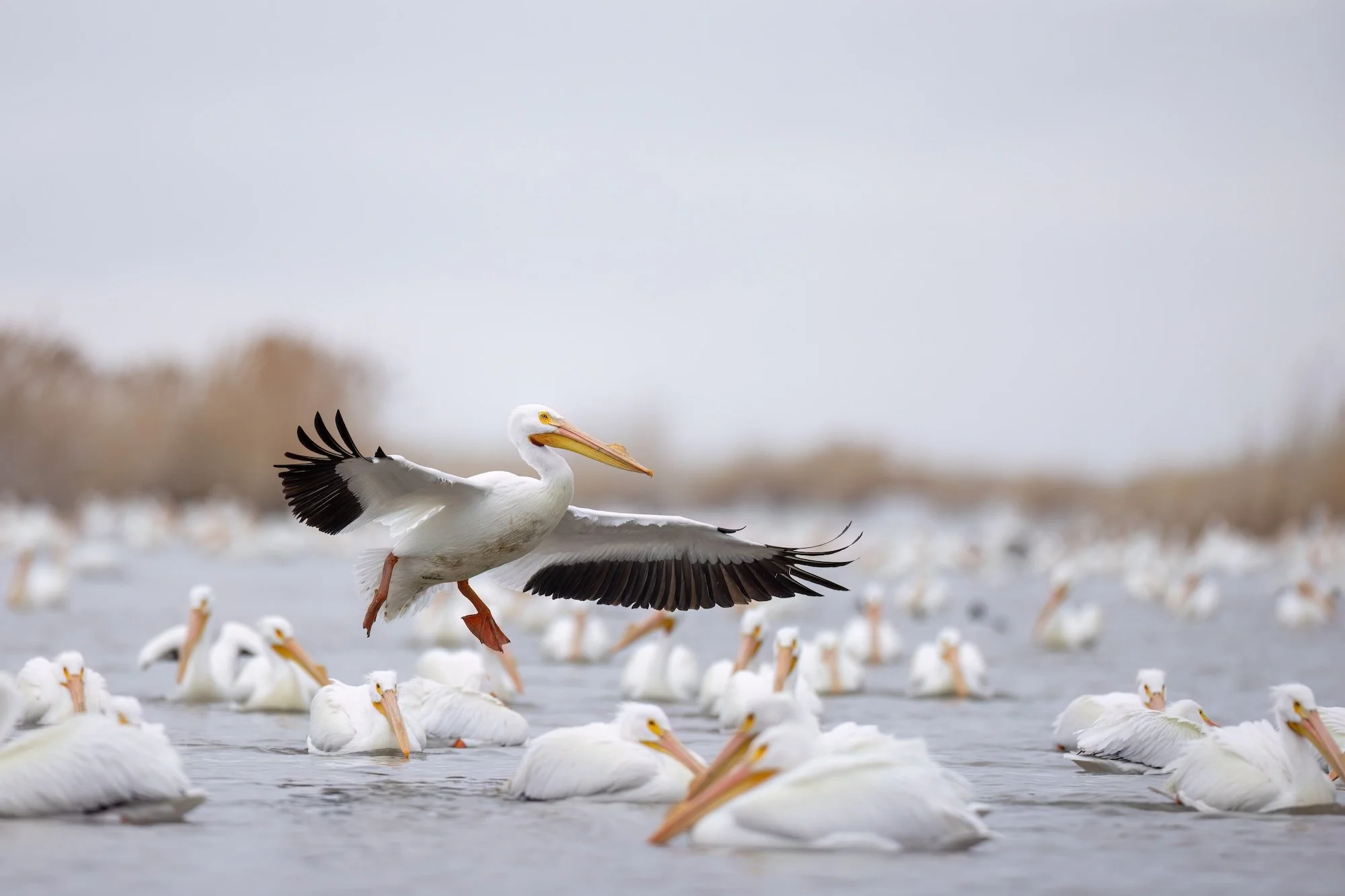 Pelicans sitting in the Great Salt Lake
