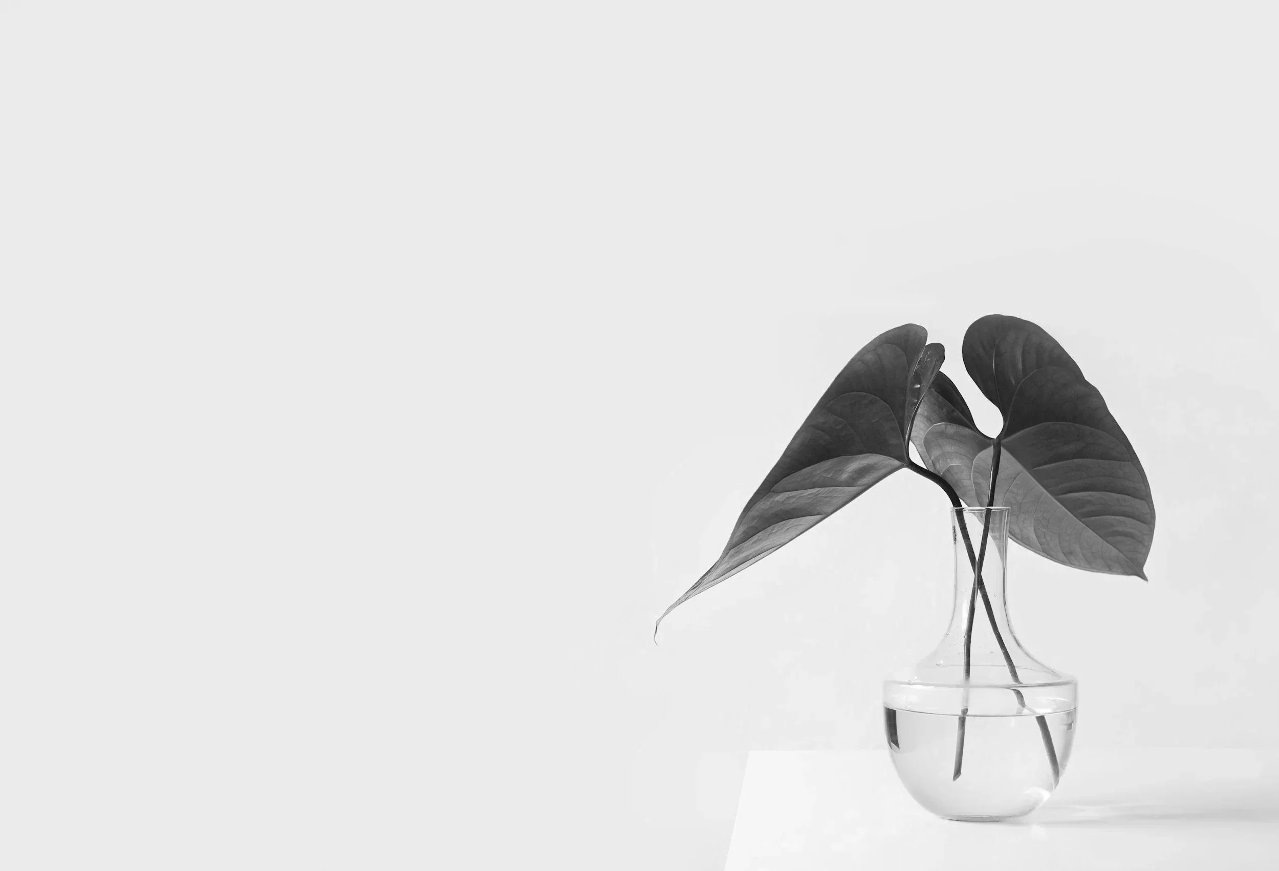 Black and white photo of a glass vase with large leaves, placed on a white surface against a light background.