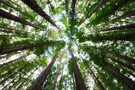 Looking up at tall green trees in a forest with sunlight filtering through the leaves.