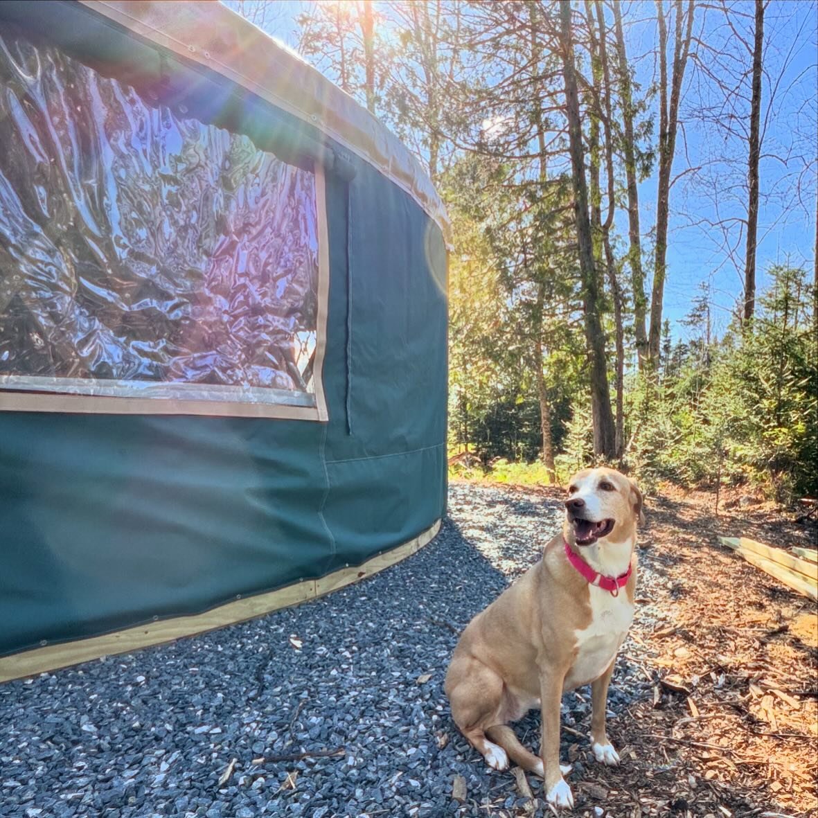Attn people who love traveling with their dogs 📣 
We have decided to make one of our yurts dog friendly! That&rsquo;s right&mdash; grab your hiking boots and bring the pooch! 

🐾🐾
adventures await! Here are the direct link to book Yurt 8, Cedar: h