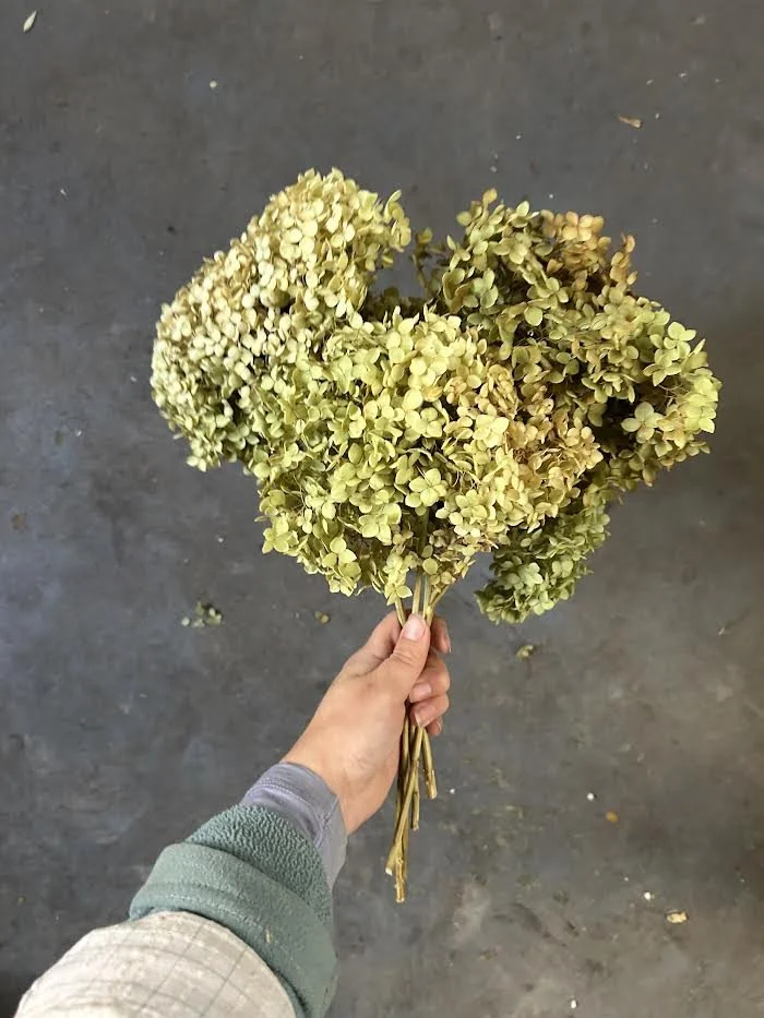 Dried Hydrangea Bunch