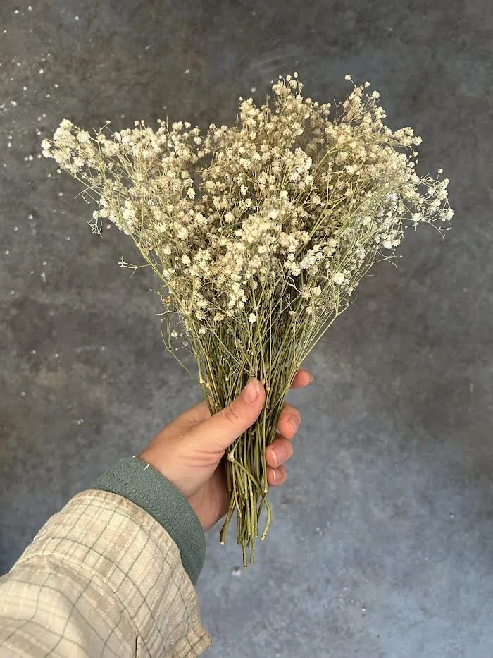 Dried Baby's Breath Bunch