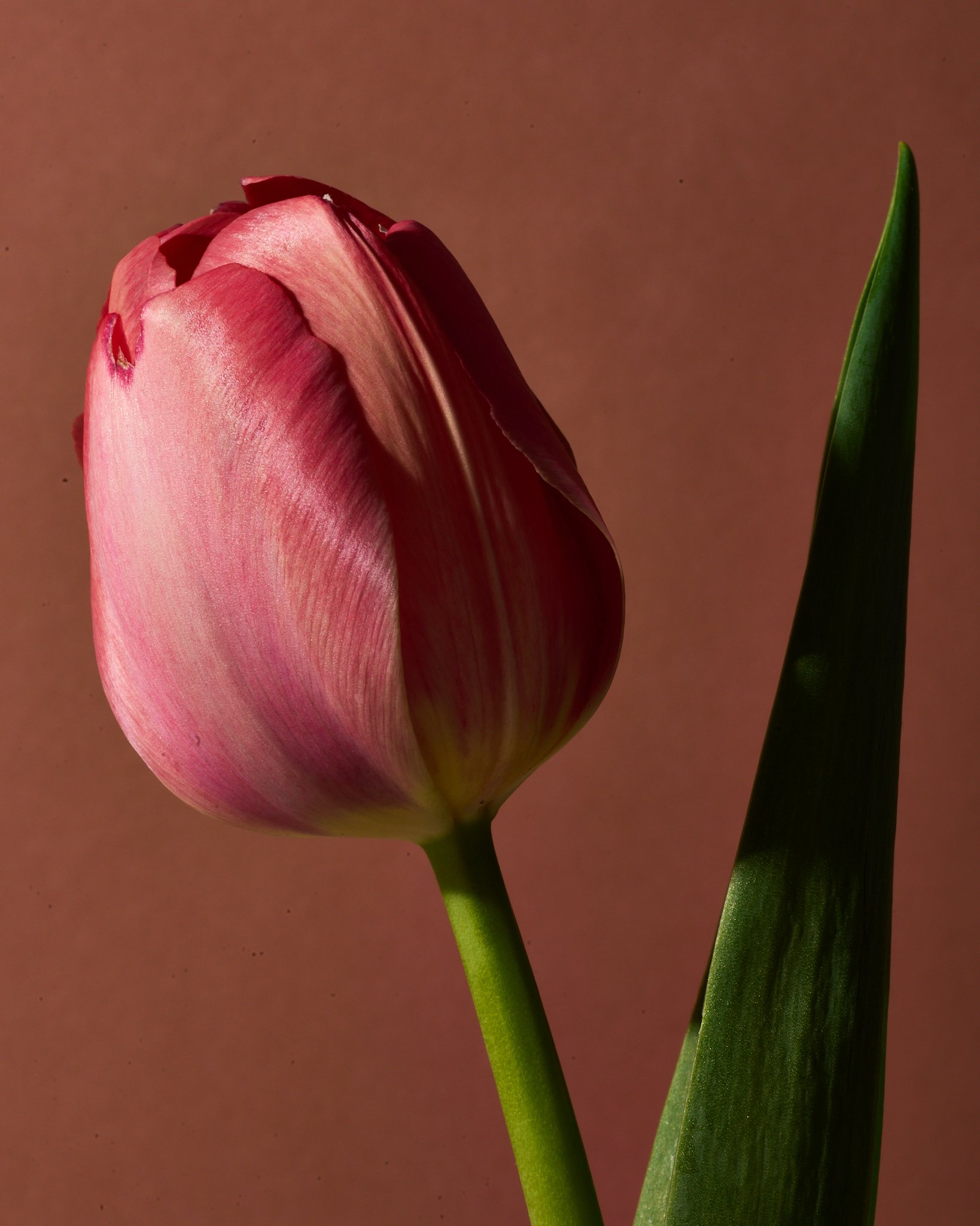 Valentine's Day Tulips 2026 - PREORDERS CLOSED
