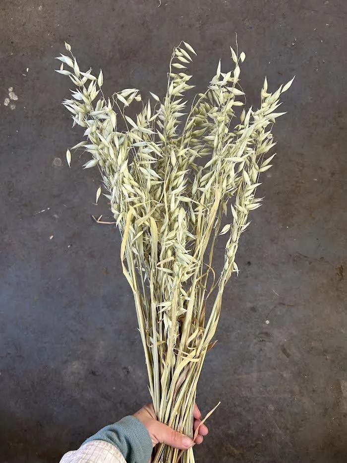 Dried Oats Bunch
