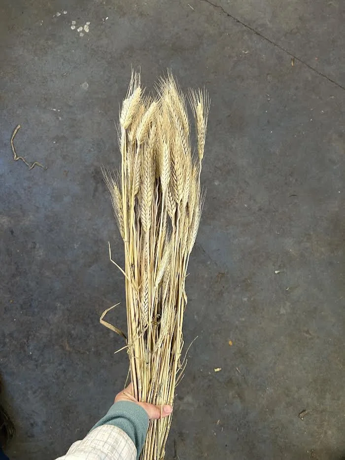 Dried Wheat Bunch