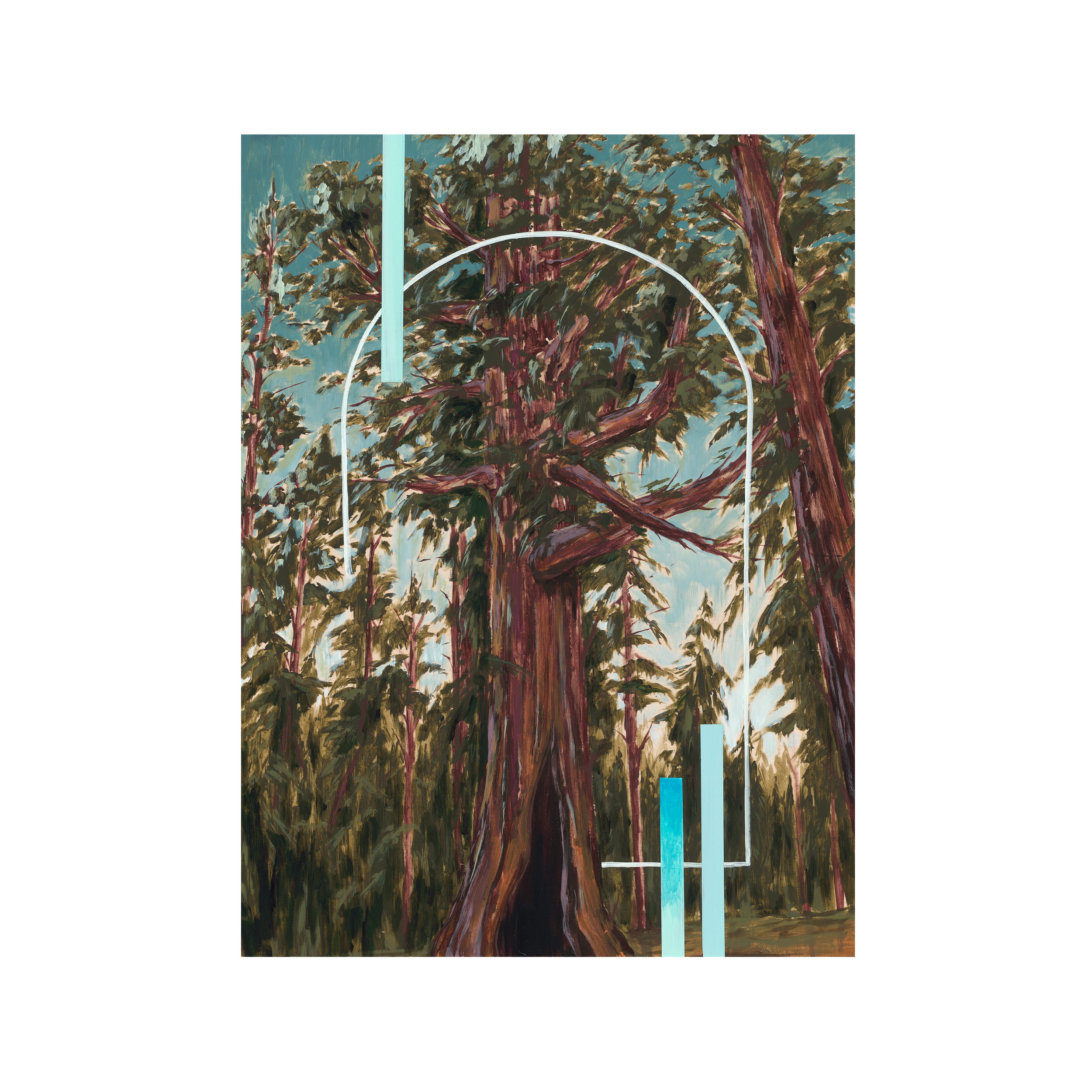 Sequoiadendron gigantium Museum Scan.png