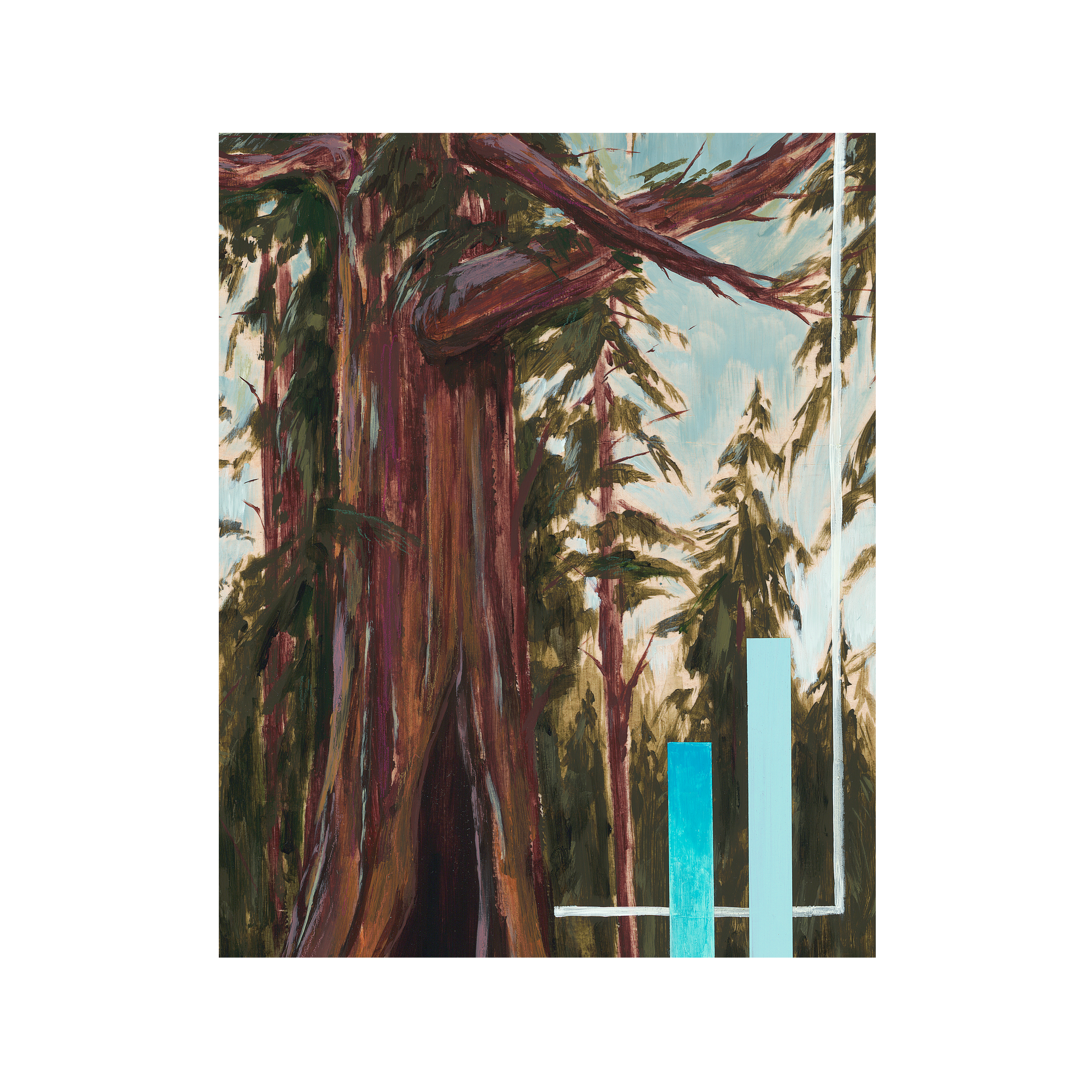 Sequoiadendron giganteum Museum Crop 2.png