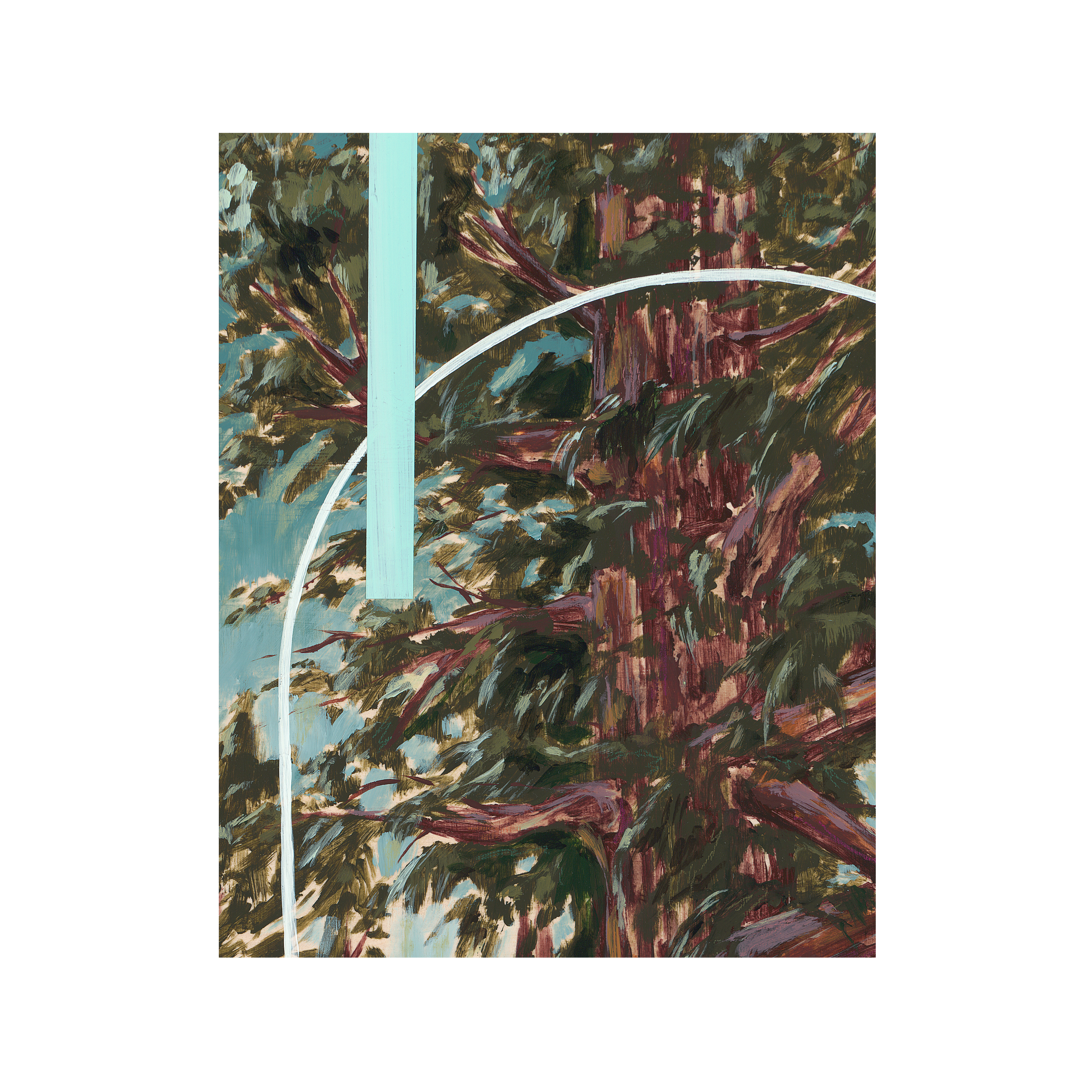 Sequoiadendron giganteum Museum Crop.png