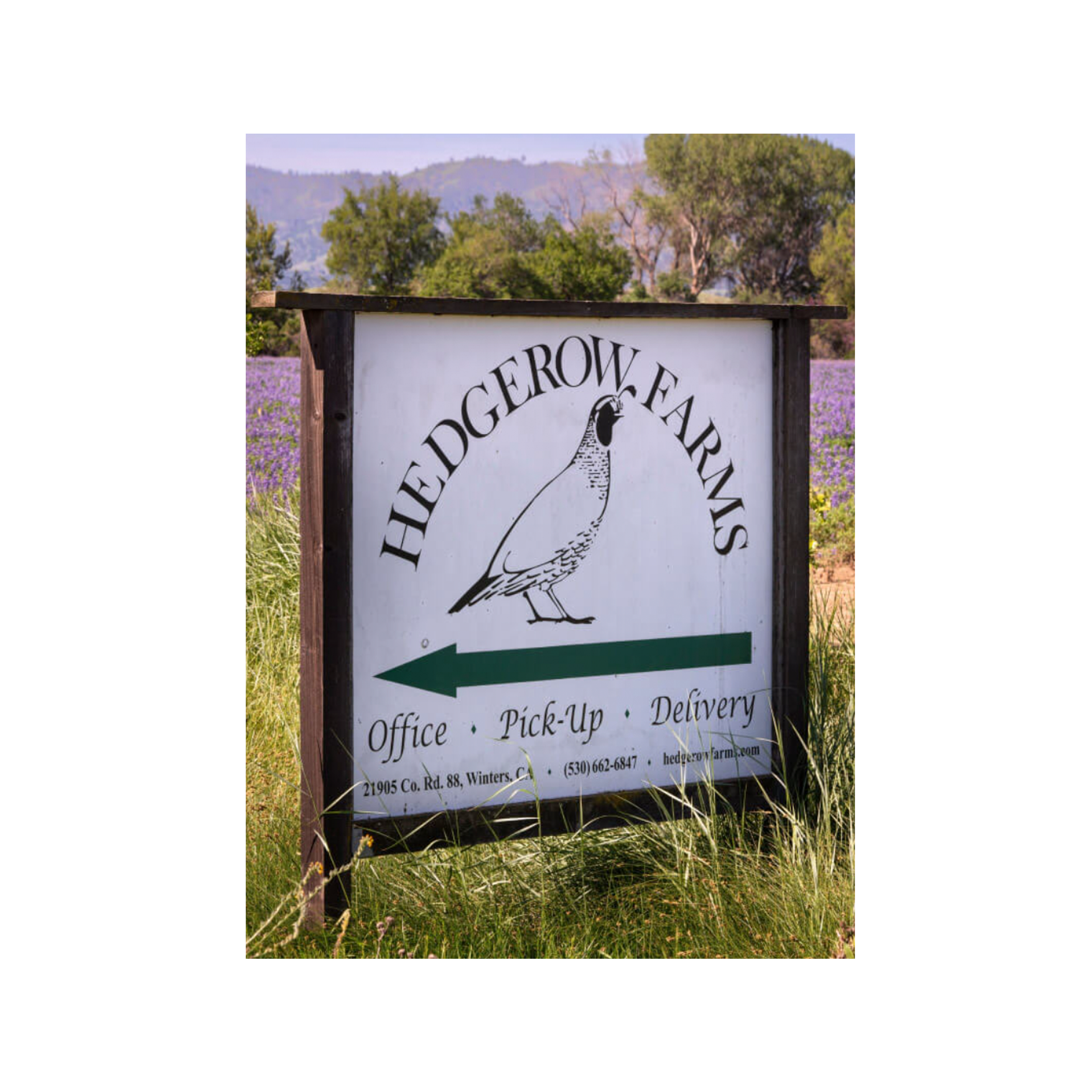 Hedgerow Farms Shop Image.png