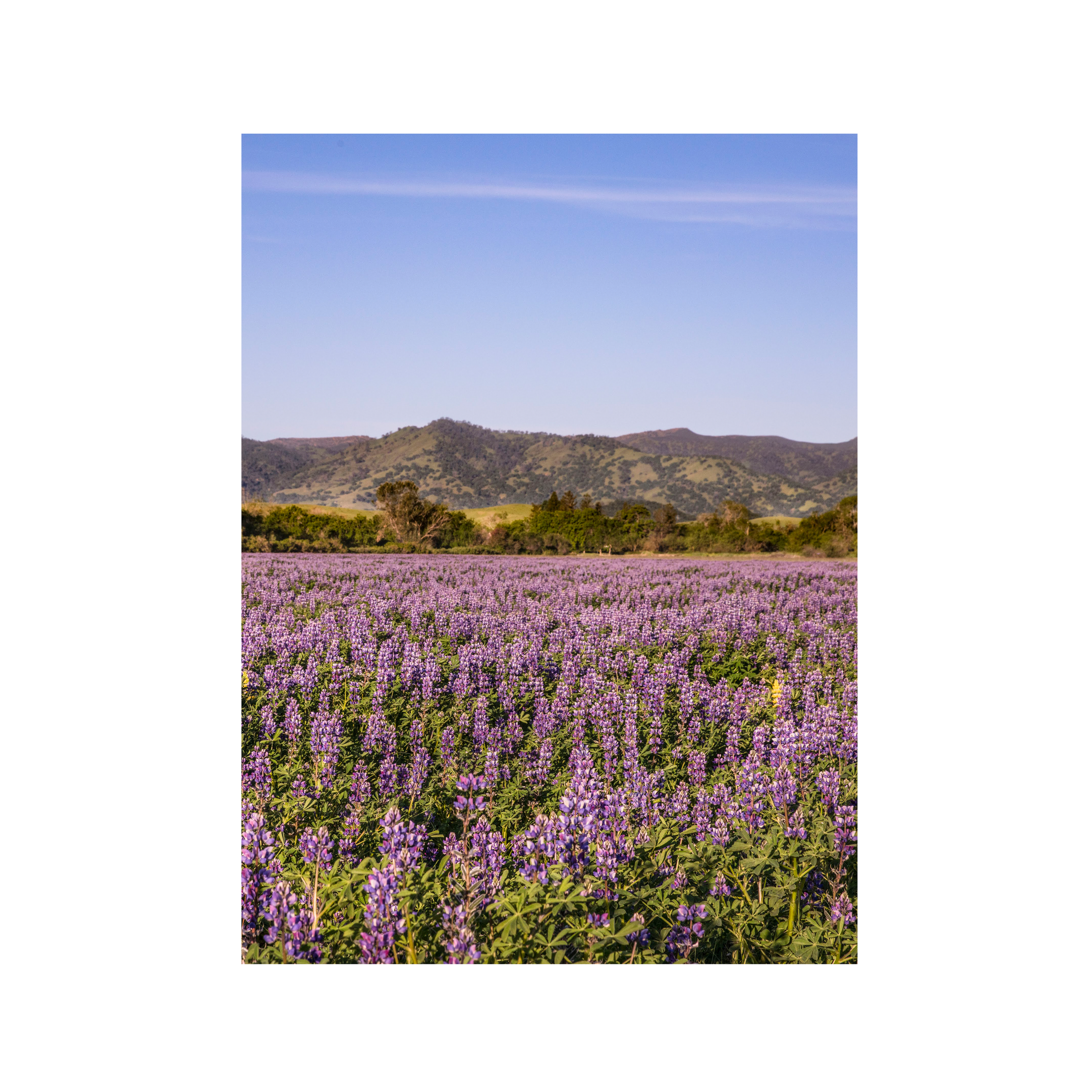Hedgerow Farms Shop Image 2.png