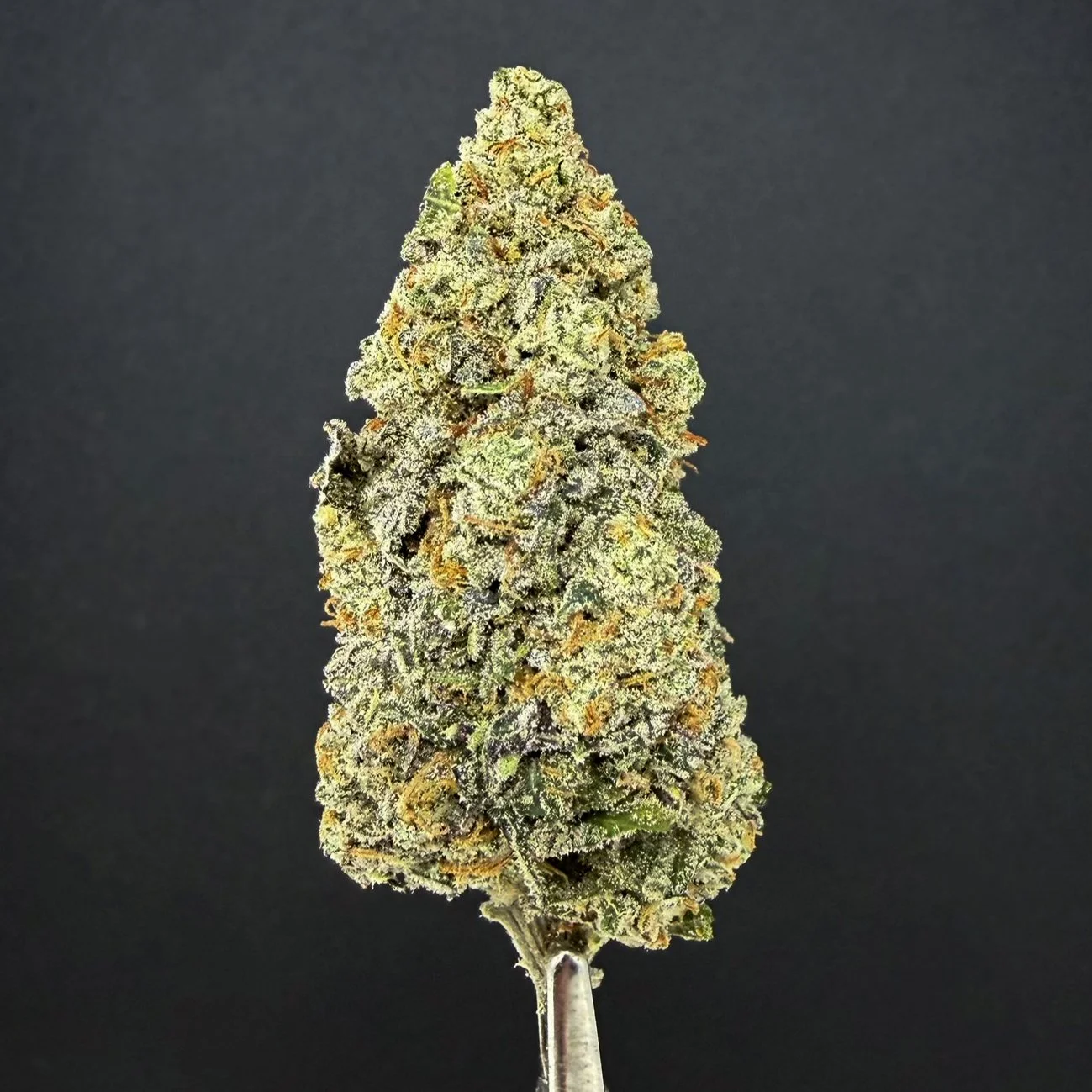 Close-up of a cannabis bud held on a metal holder against a dark background.