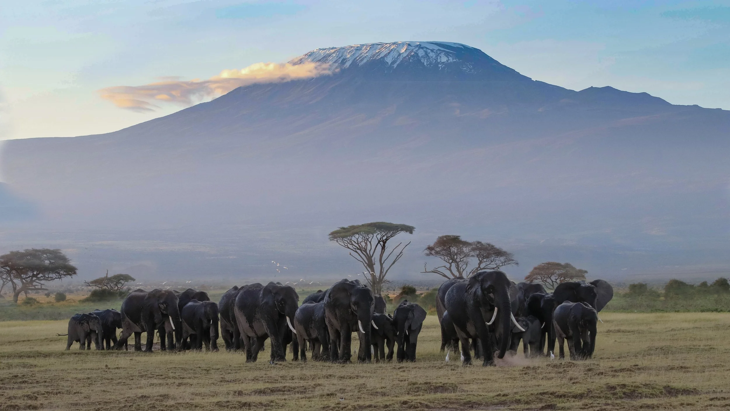 Kilimanjaro - elephants.jpg