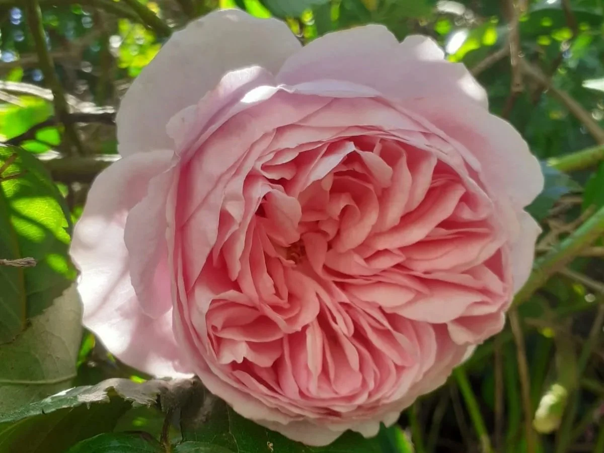 Close-up of a light pink, fully bloomed rose surrounded by green leaves.