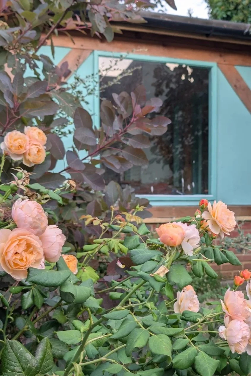 Peach-colored roses blooming in front of the garden studio Rose Clinic. The studio has teal coloured walls and wooden beams, with a window visible. The roses have lush green leaves, and some buds are still developing.