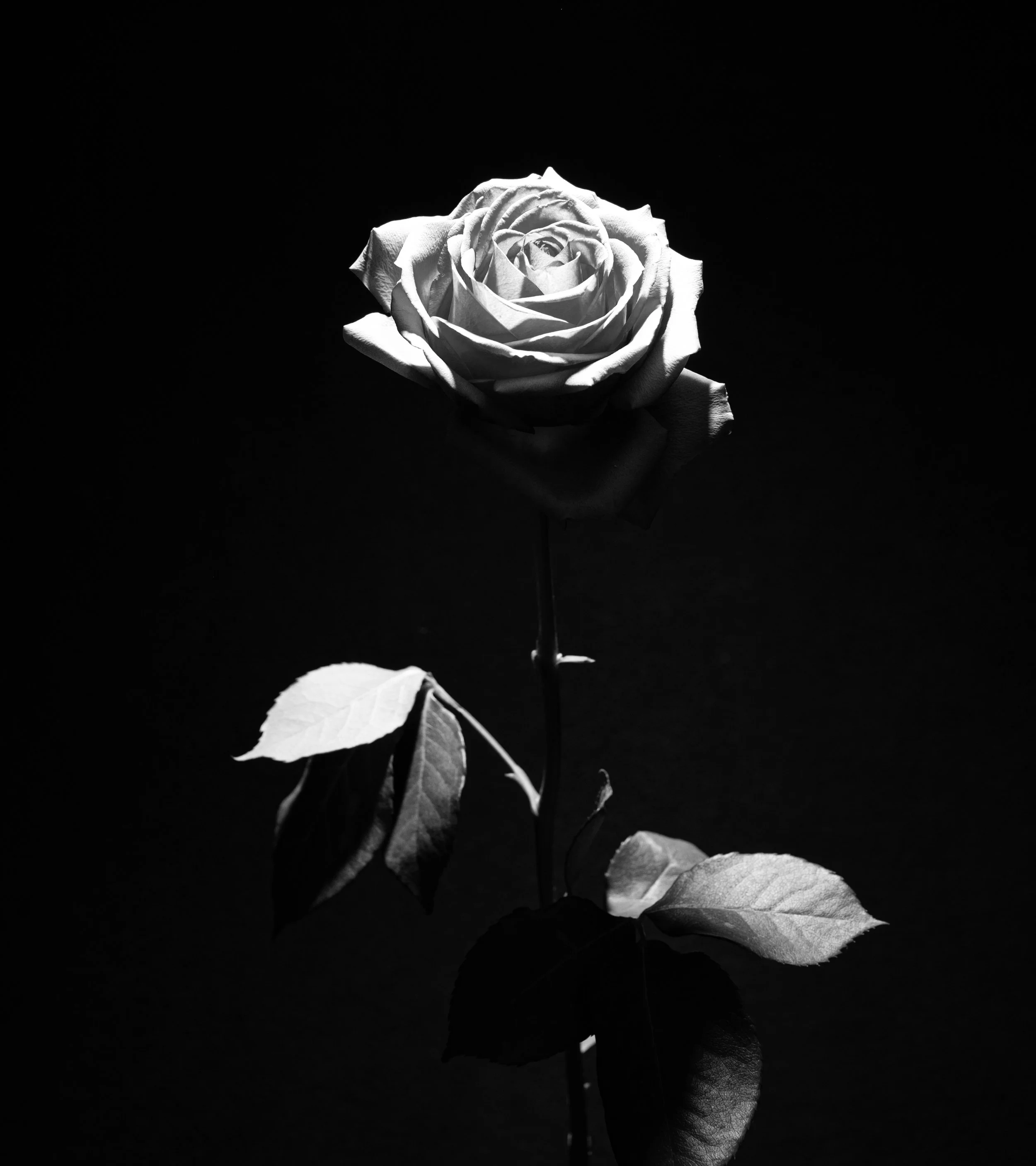 2026_FLORAL_OpenRose2.jpg