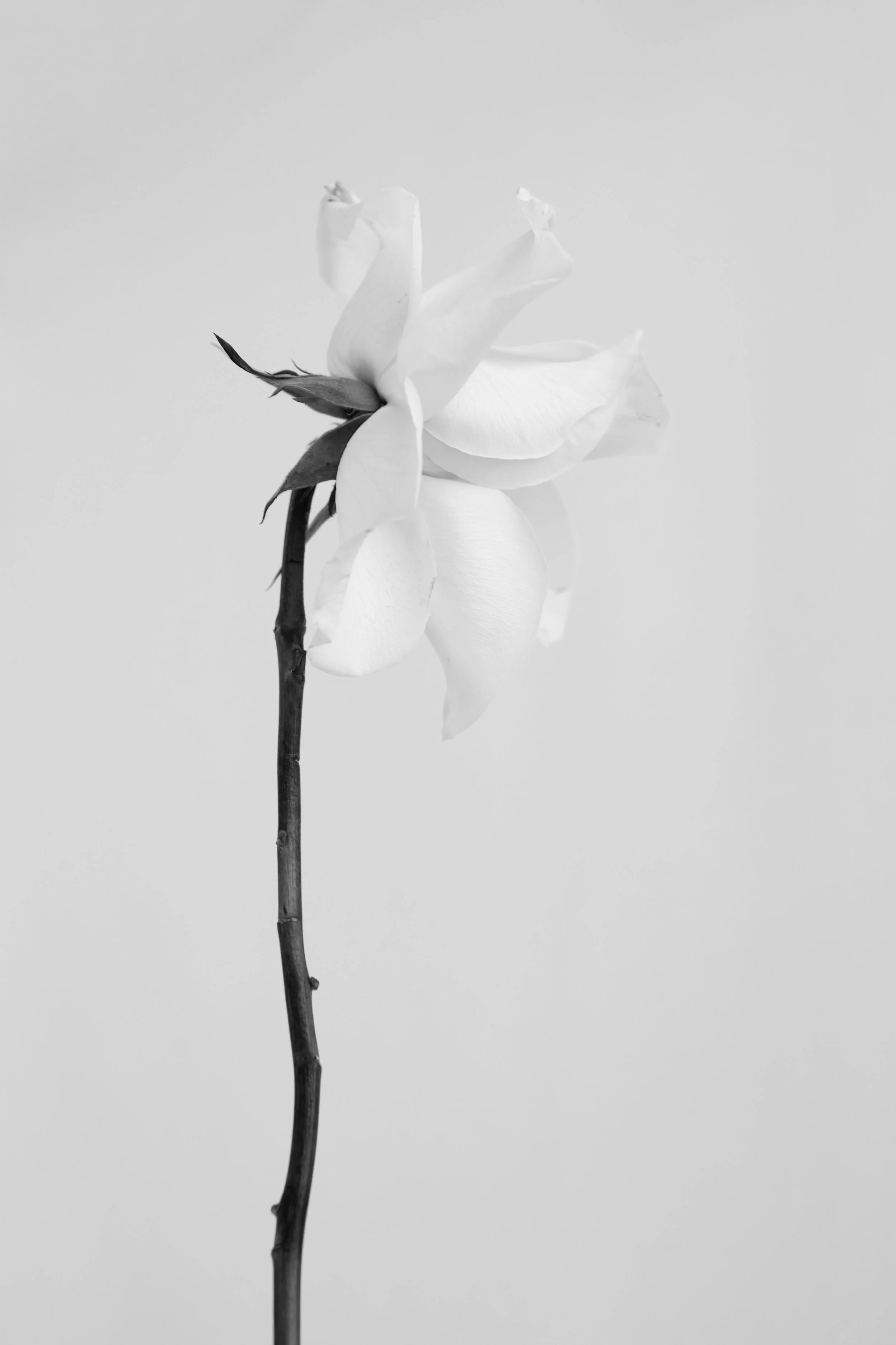 2026_FLORAL_OpenRoseStem1_right.jpg