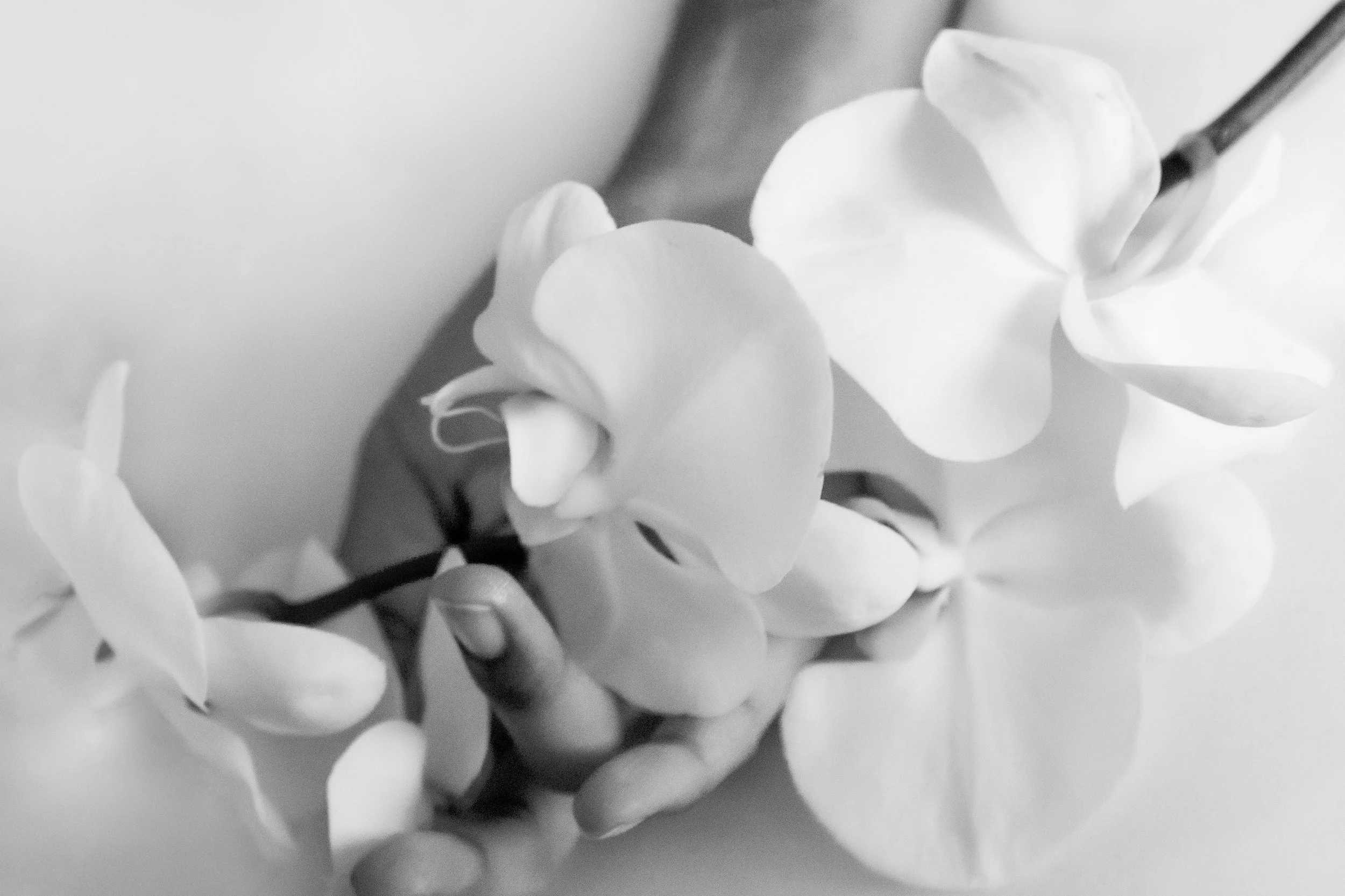 2017_IR_Orchid14.jpg
