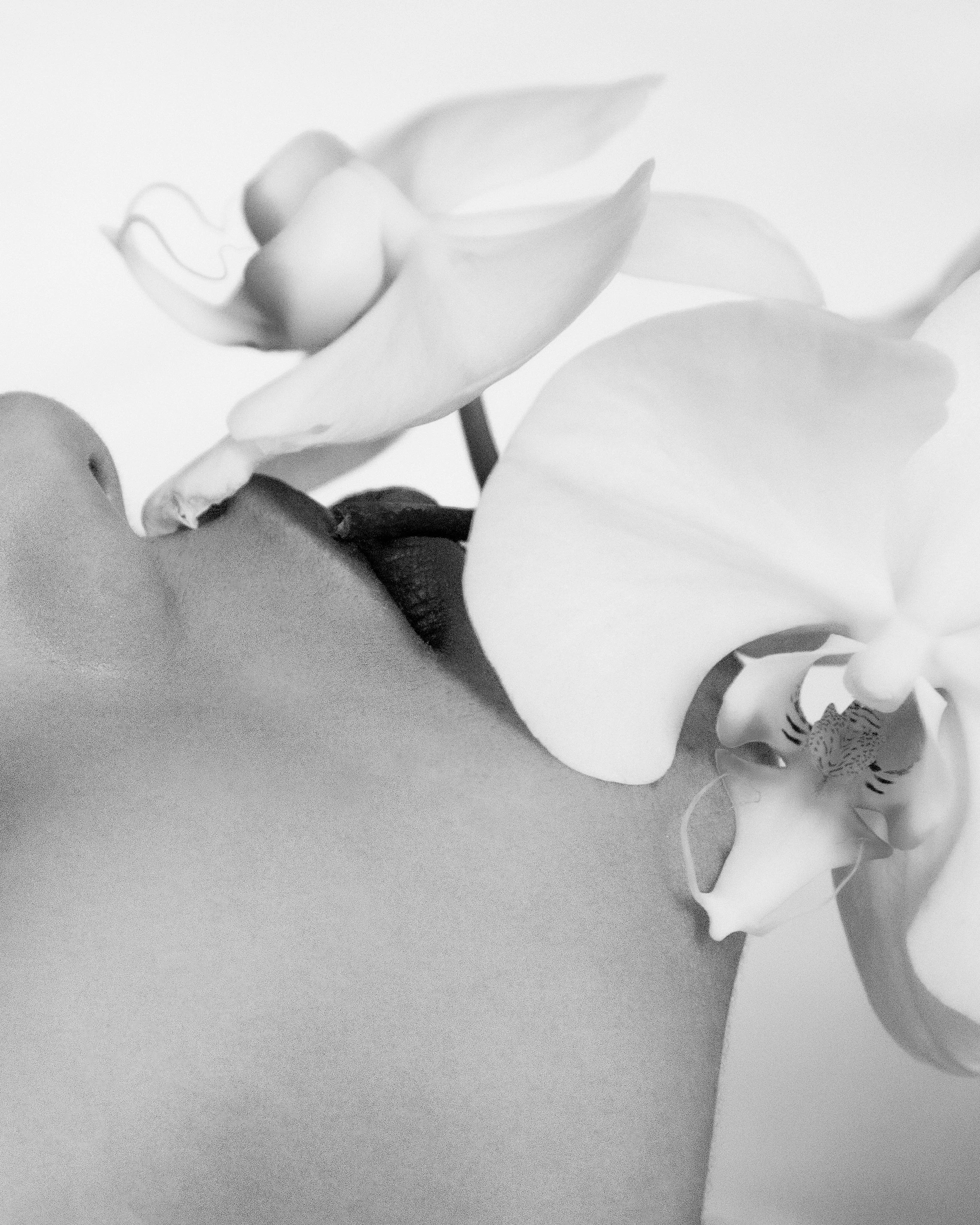 2017_IR_Orchid1.jpg