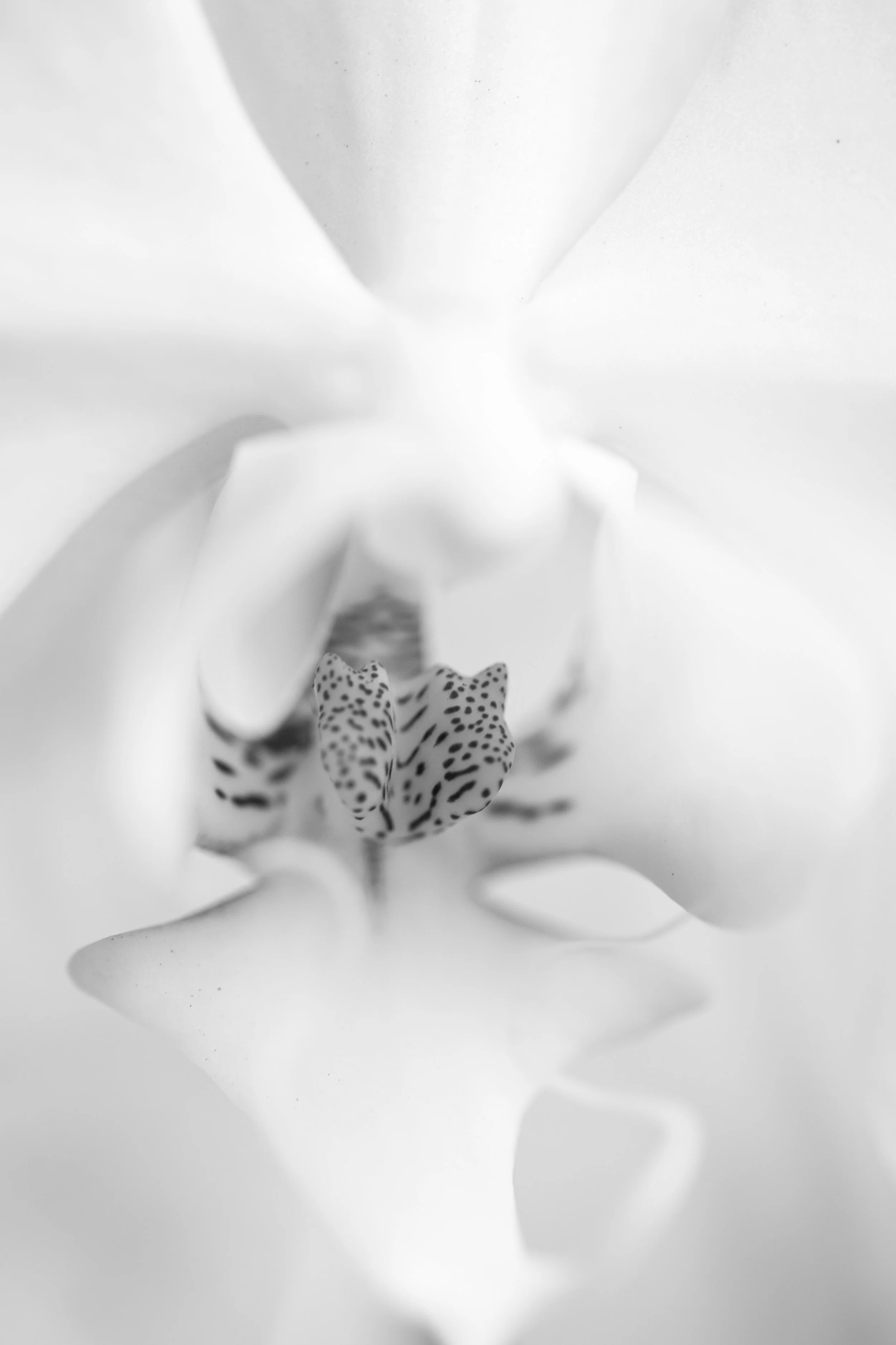 2026_FLORAL_Orchid4_closeup.jpg
