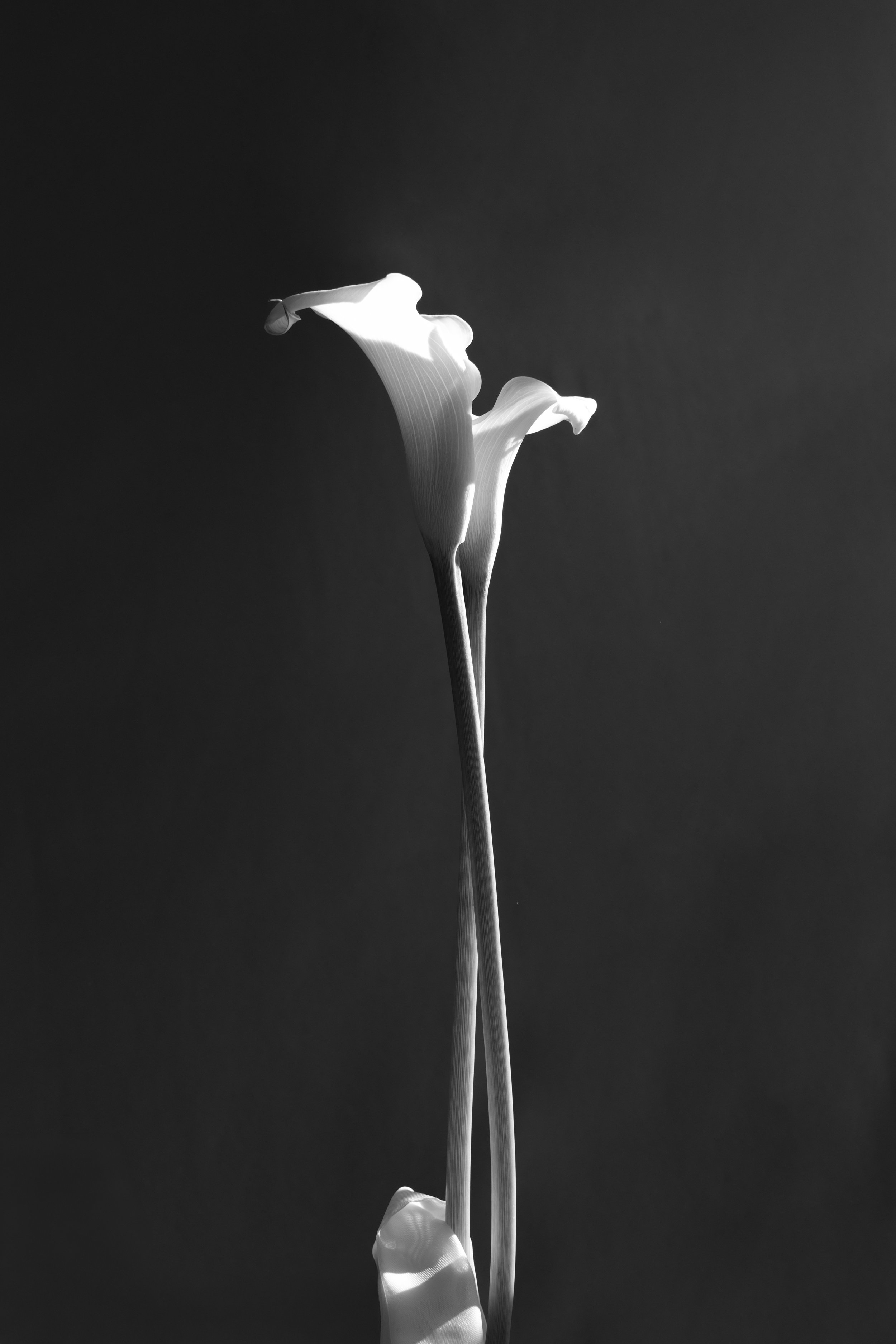 2026_FLORAL_CallaLily_Double1_lit.jpg