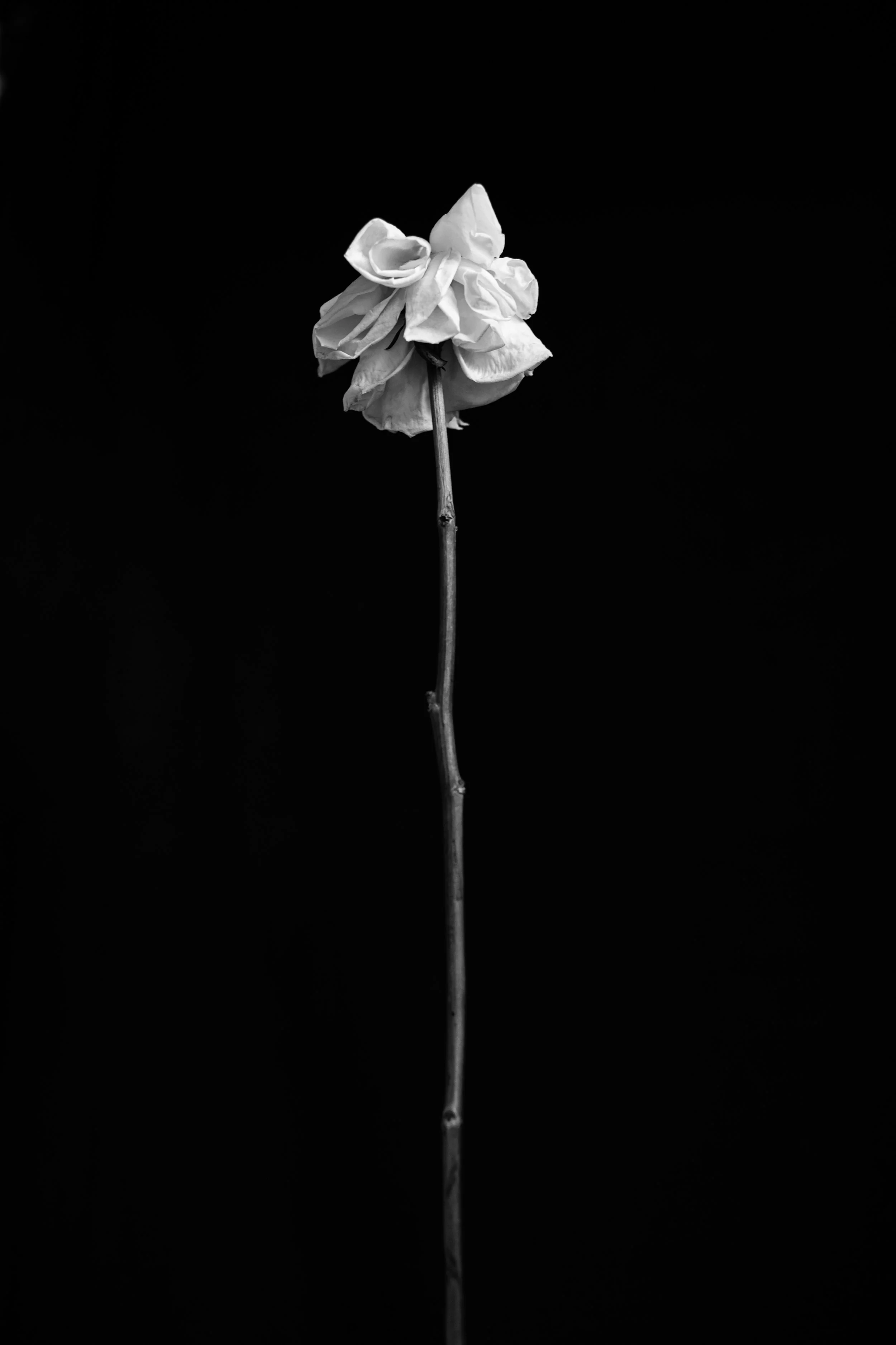2025_FLORAL_FluffRose3_black.jpg