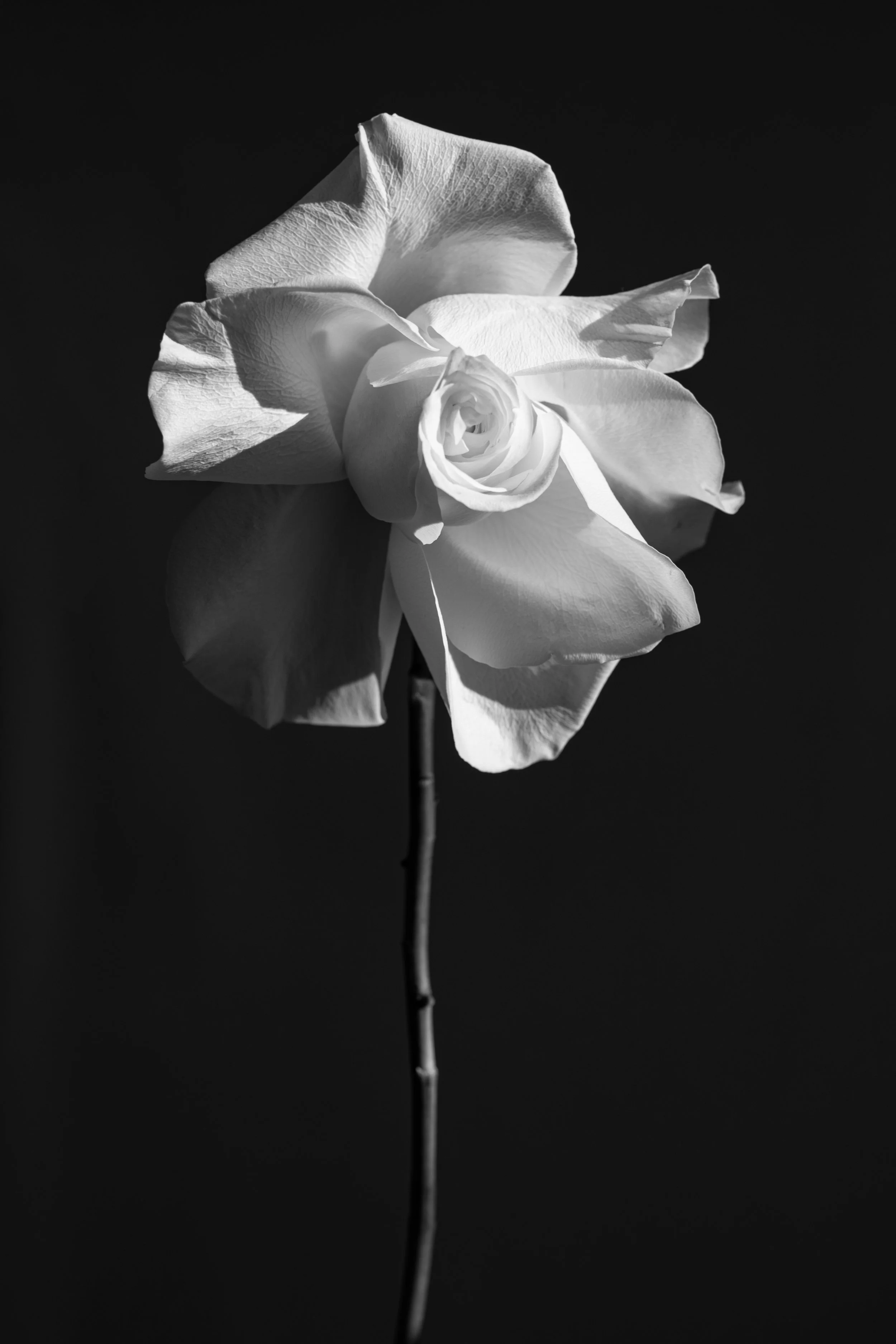 2026_FLORAL_OpenRoseStem1_lit.jpg