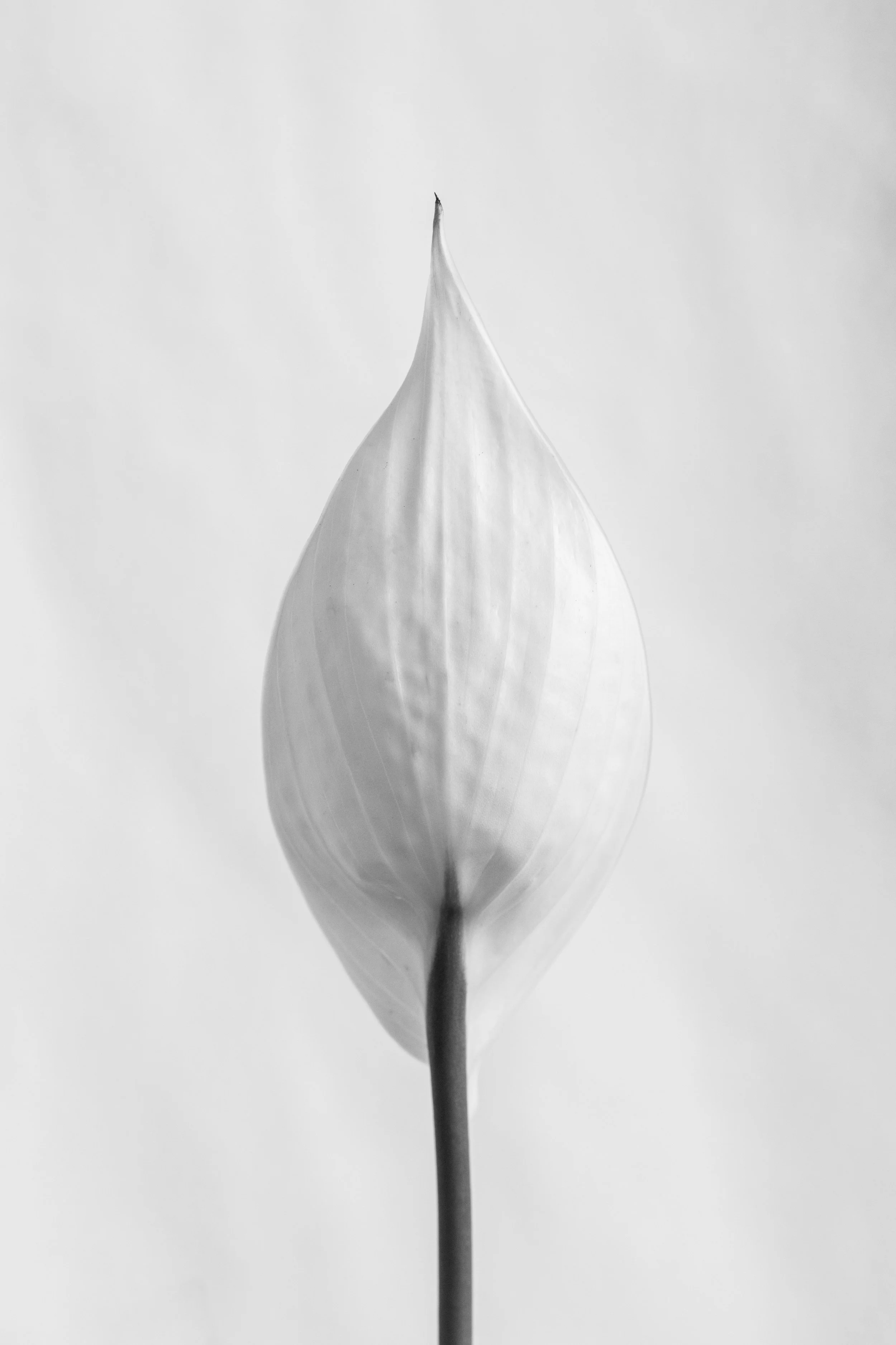 2026_FLORAL_Petal_closeup.jpg
