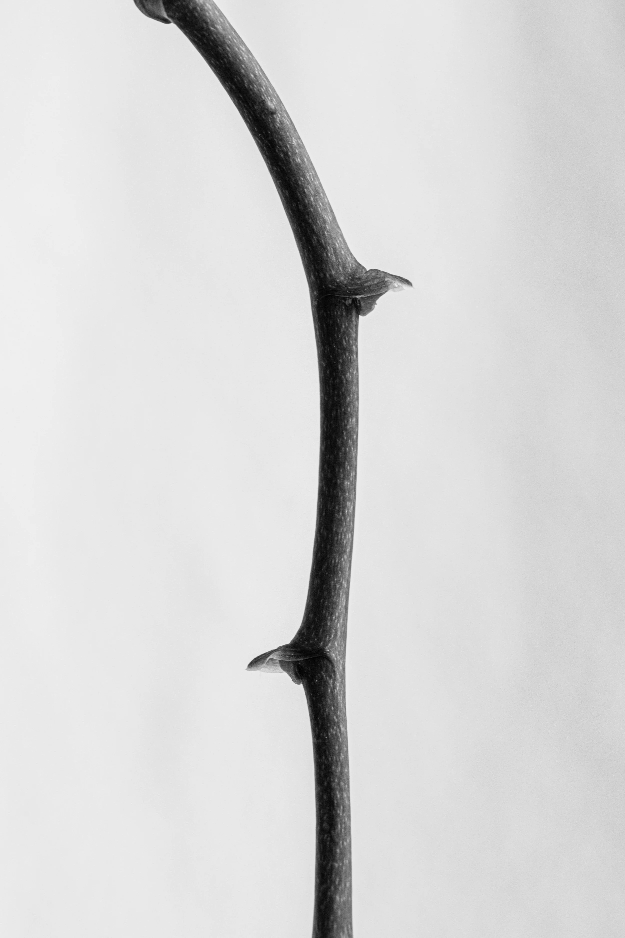2026_FLORAL_Thorn_closeup.jpg