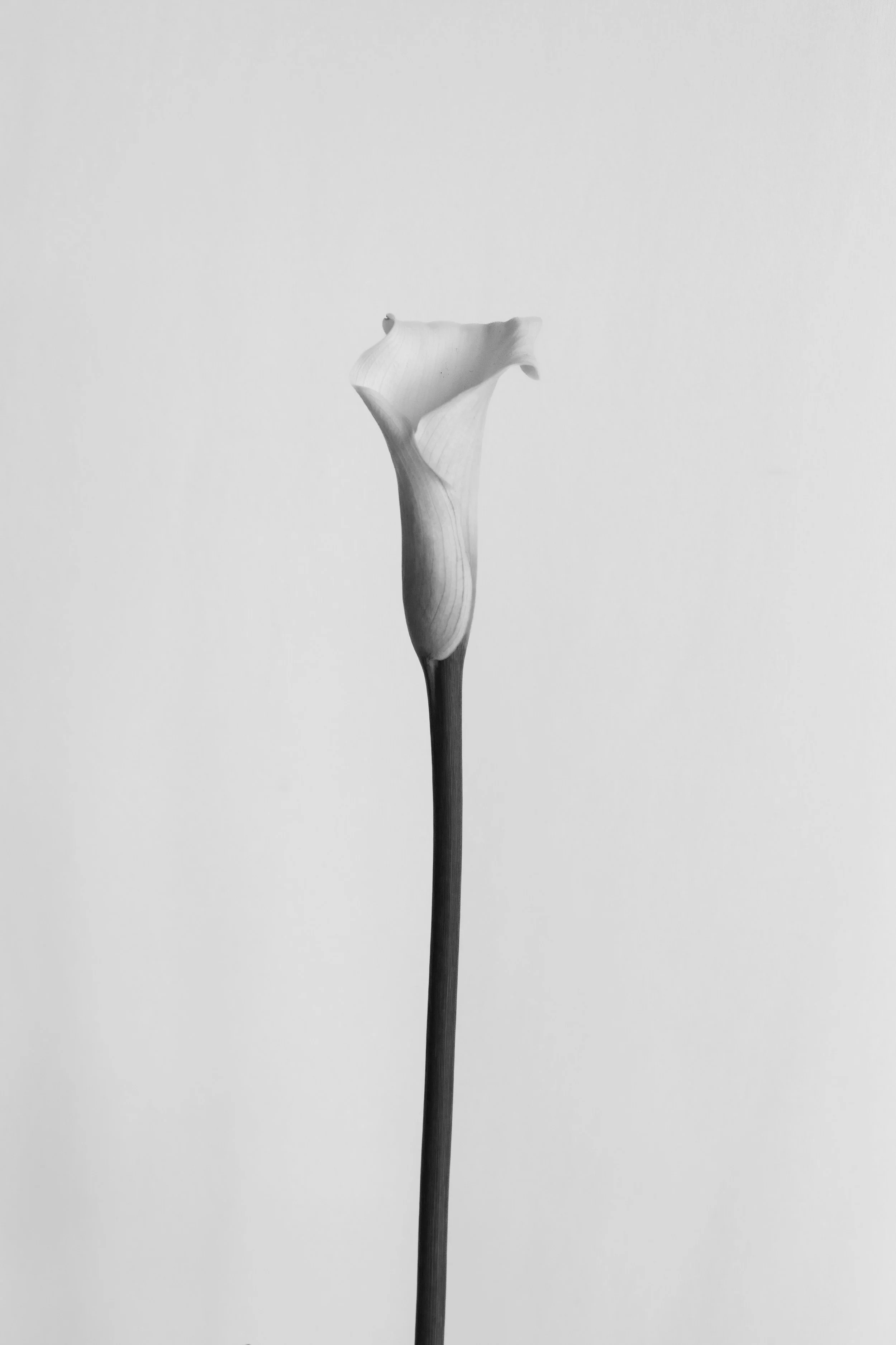 2026_FLORAL_CallaLily_Single1.jpg
