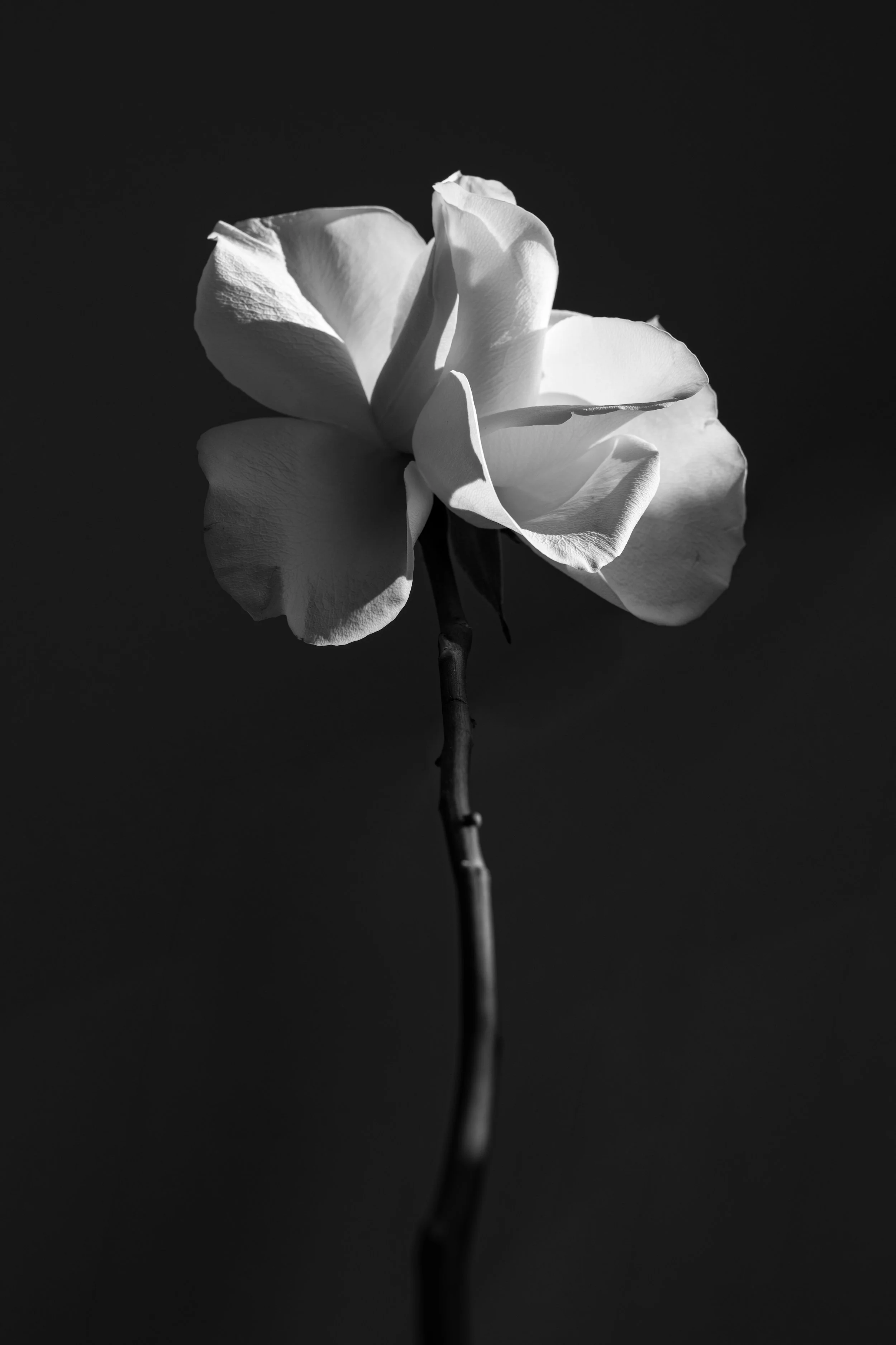 2026_FLORAL_OpenRoseStem2_lit.jpg