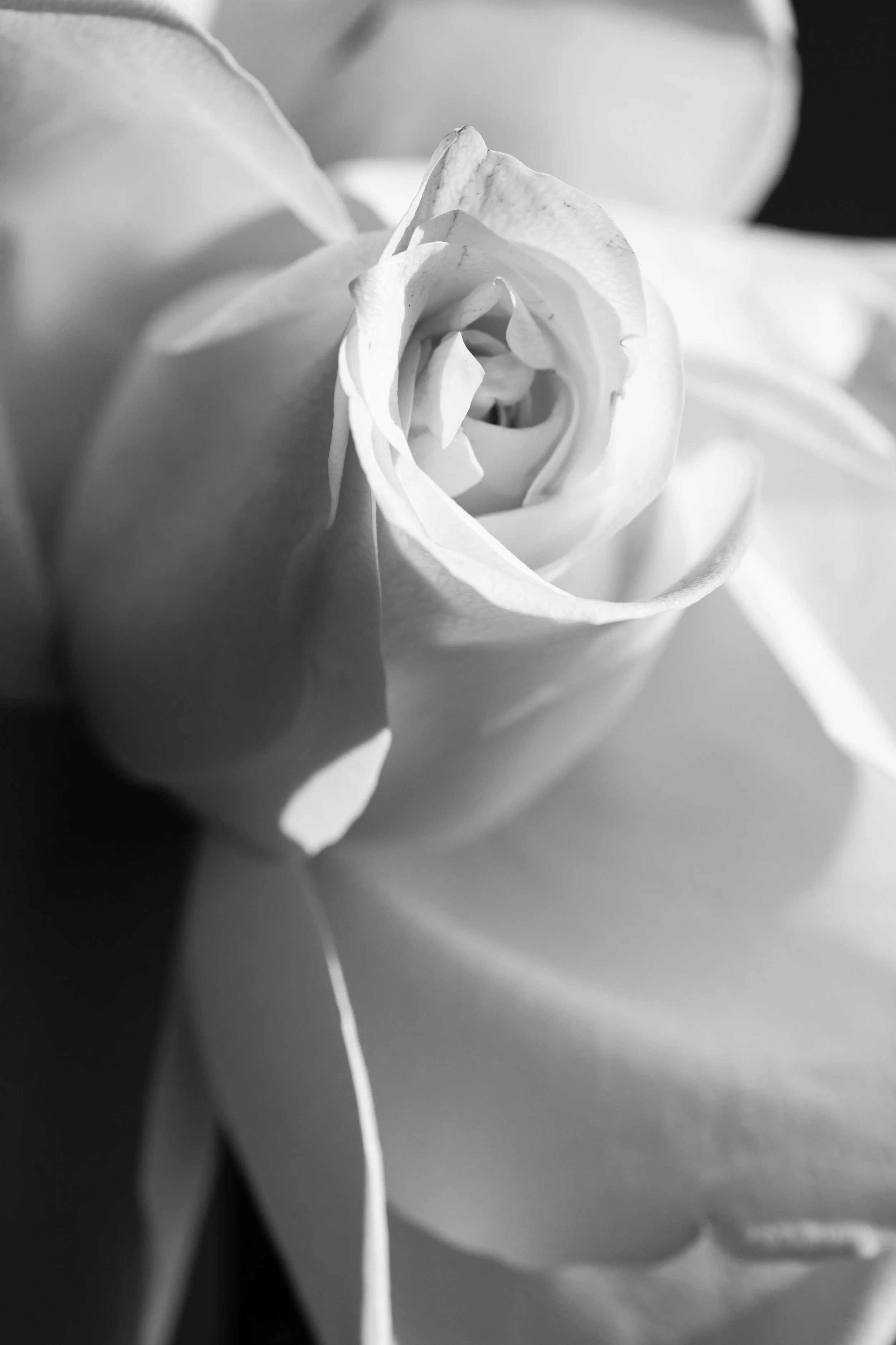 2026_FLORAL_OpenRose1_closeup-black.jpg