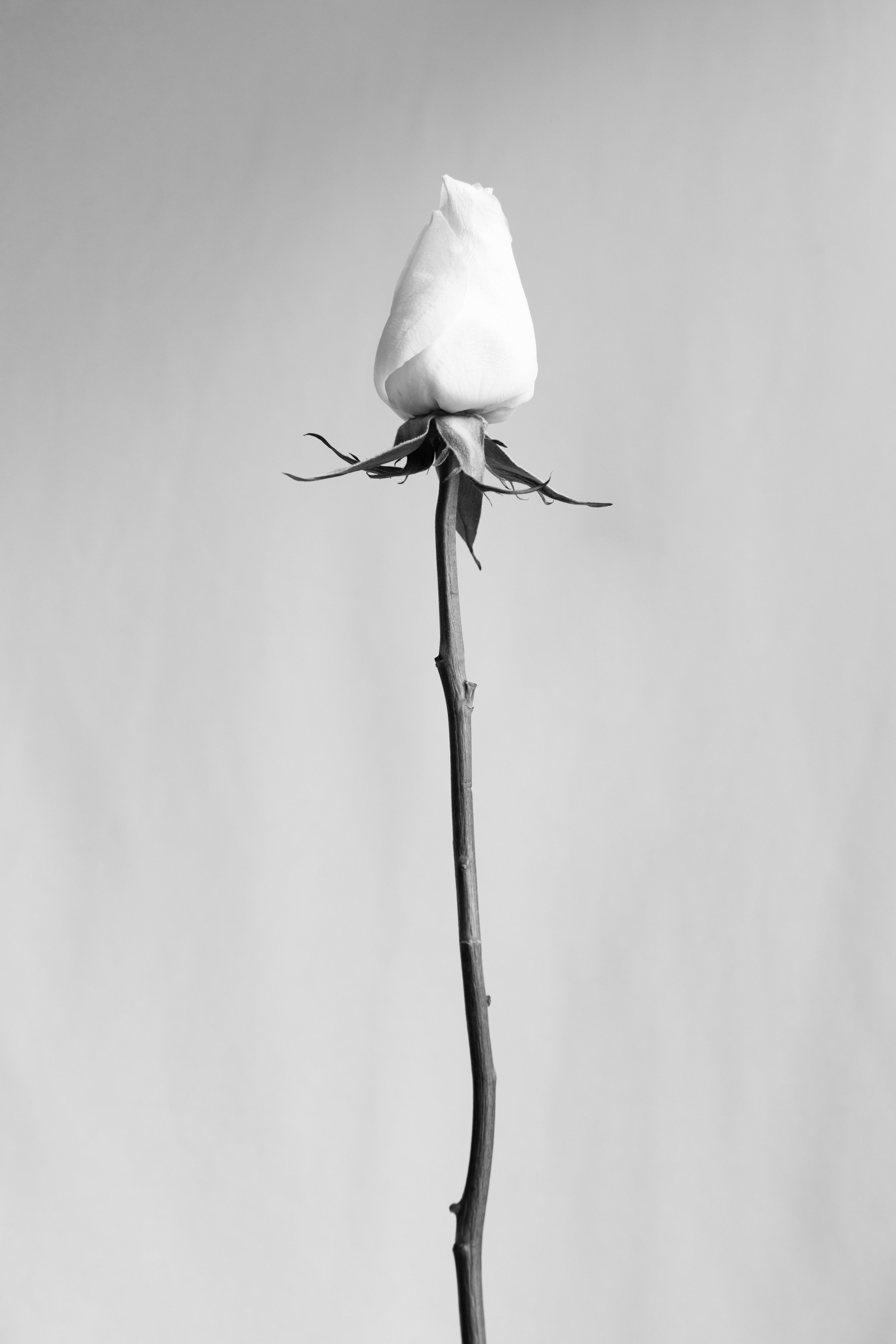 2026_FLORAL_BareRoseStem1.jpg