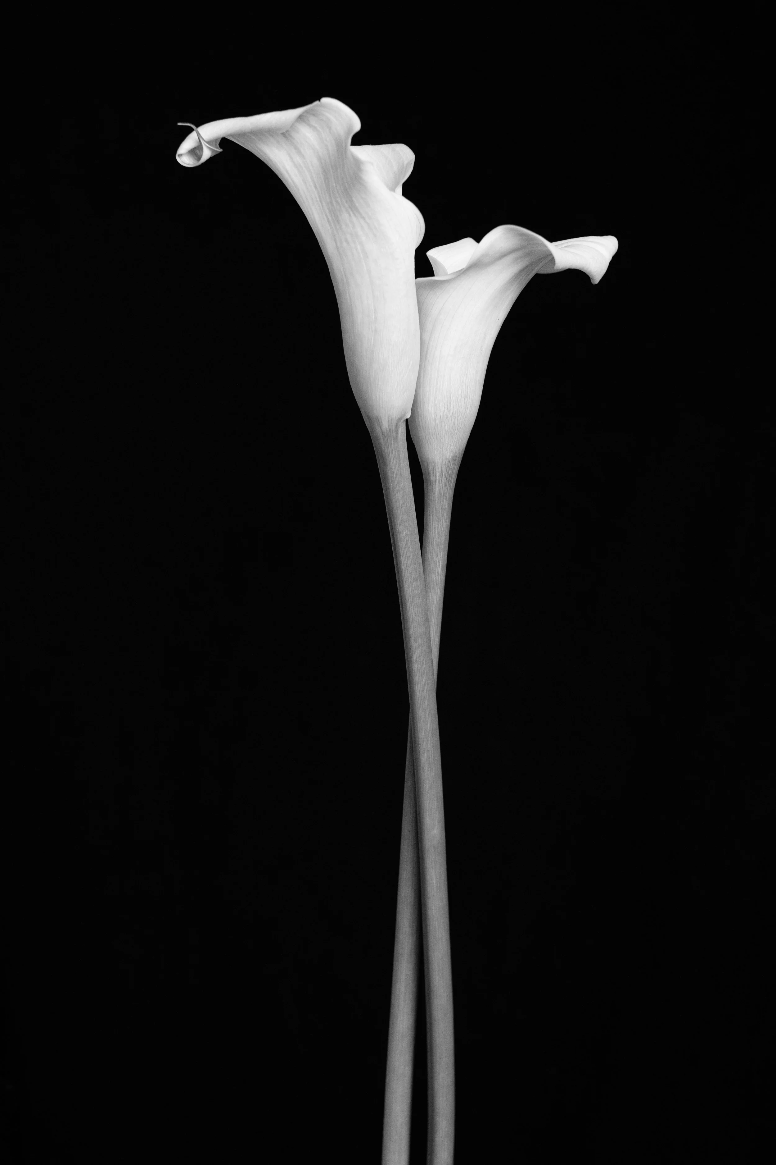 2026_FLORAL_CallaLily_Double1_black.jpg