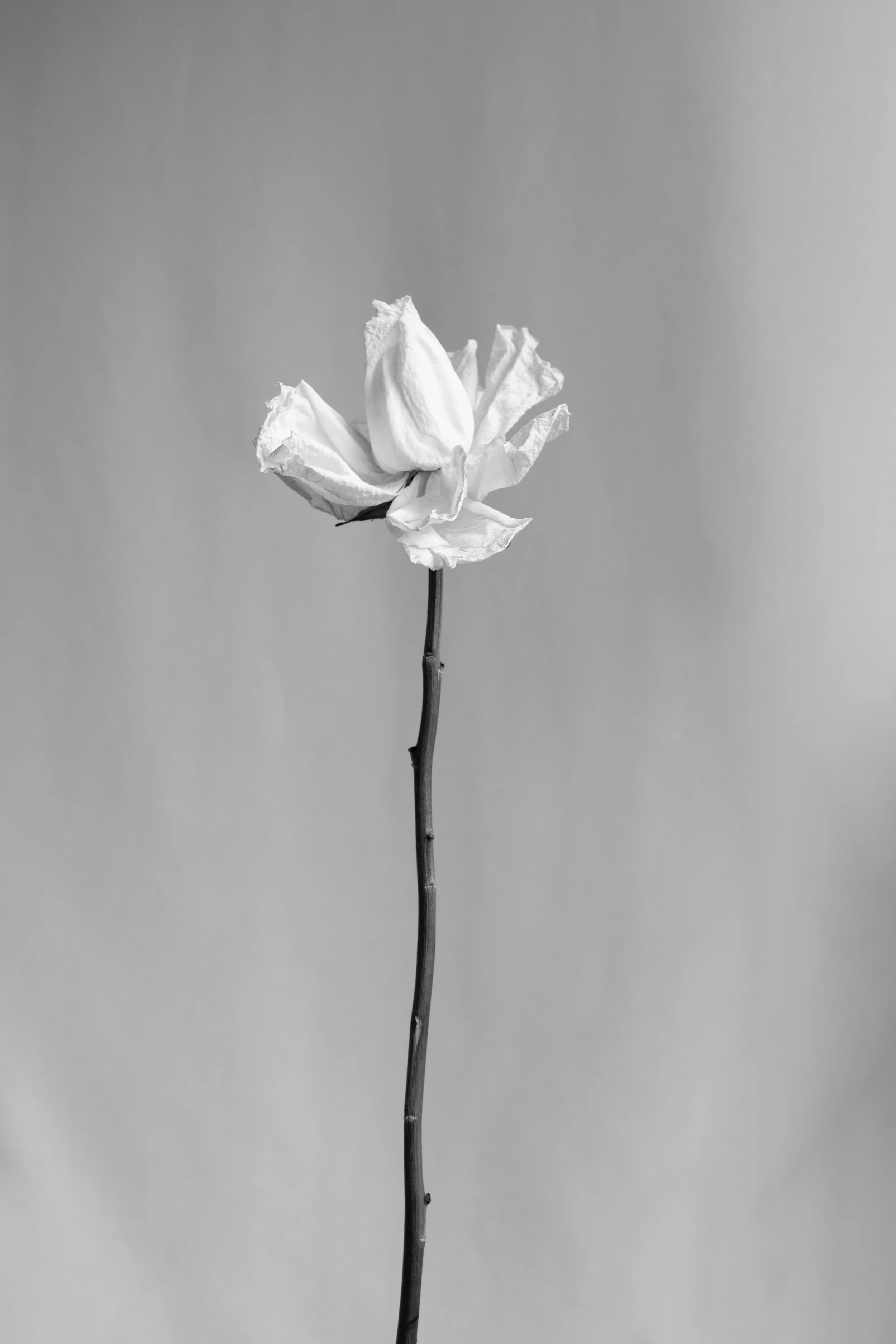 2026_FLORAL_DeadOpenRoseStem1.jpg
