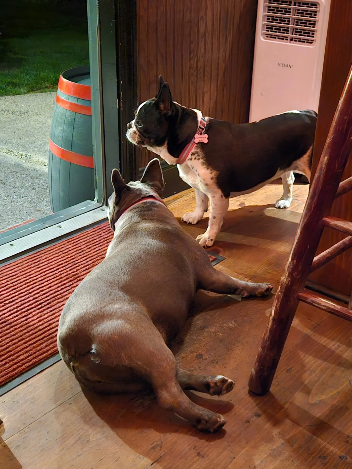 Good luck getting past our bouncers.🐶🐾
.
#wanderingdruid #tinyhouse #tinypub #barrental #mobilebar #ireland #newengland #irishpub #guinness #bostonfoodies #massachusetts #boston #whiskey #irishabroad #irish #irishmusic #irishowned #smallbusiness #l