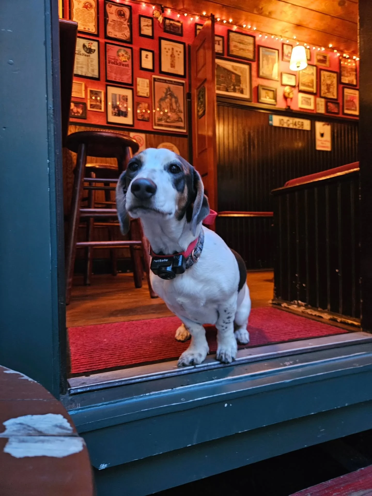ID please... 🐶🍺