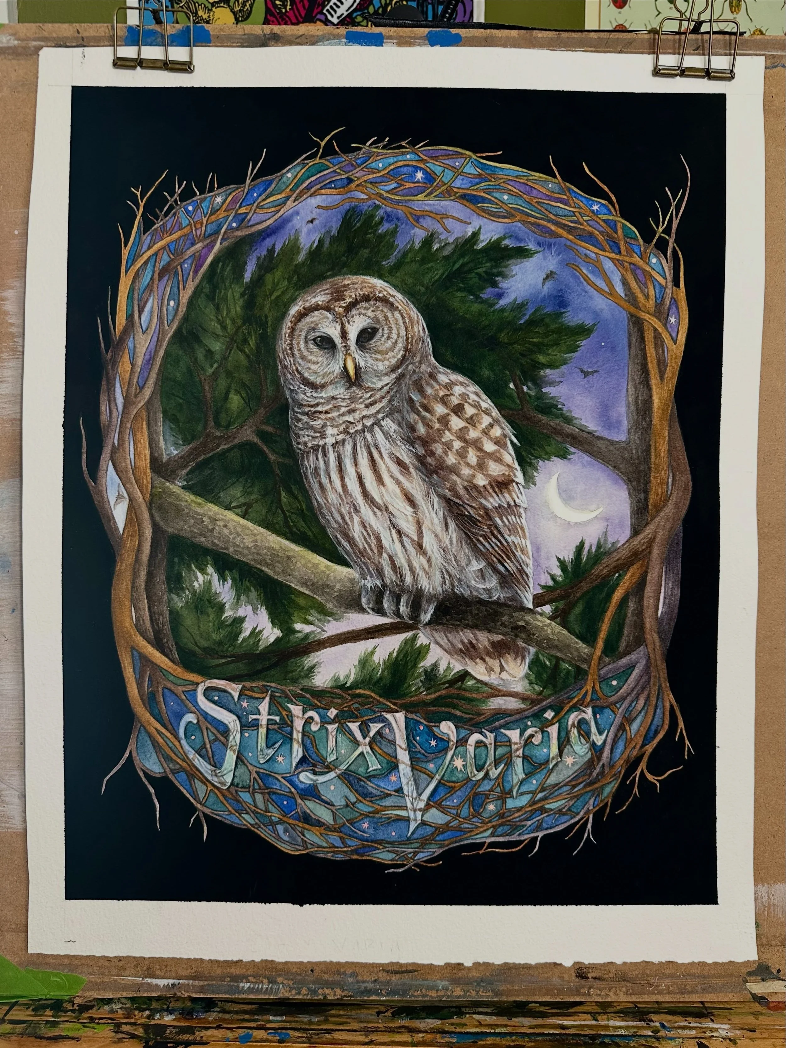 The barred owl painting is finally finished! I&rsquo;m trying (not very hard) to remember the scientific names for birds as I&rsquo;m birdwatching. While I don&rsquo;t remember much, the barred owl &ldquo;Strix varia&rdquo; captured my imagination. T