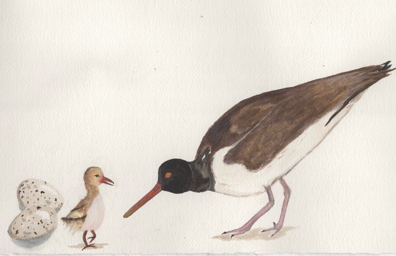 American Oystercatcher adult and chick watercolor on paper 7.5 x 12.5&rdquo;
