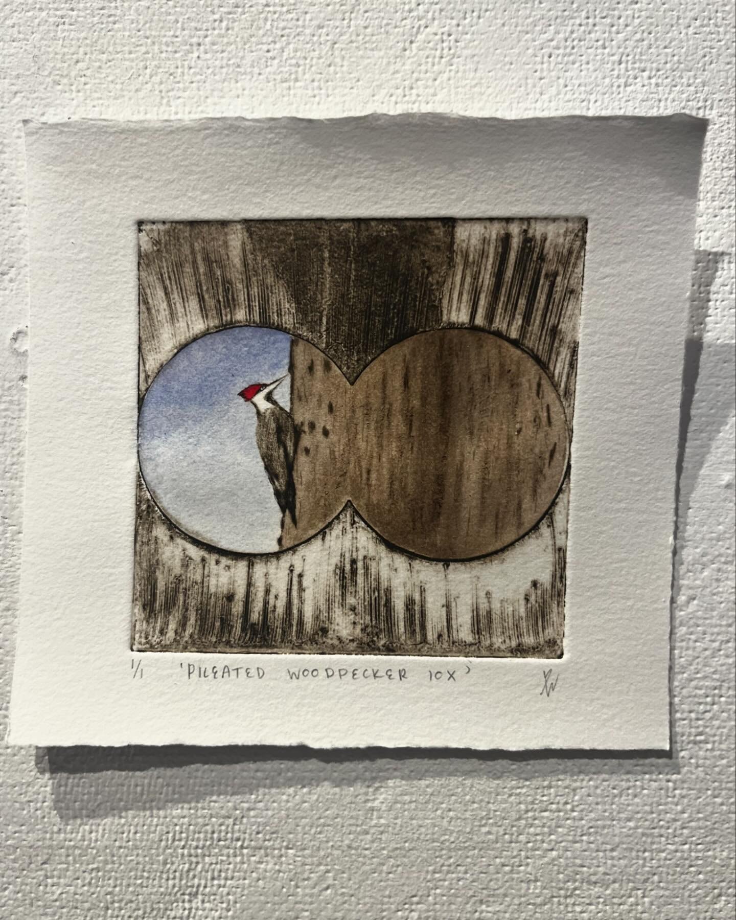 Pileated Woodpecker Monoprints (etchings with individual watercolor paintings)