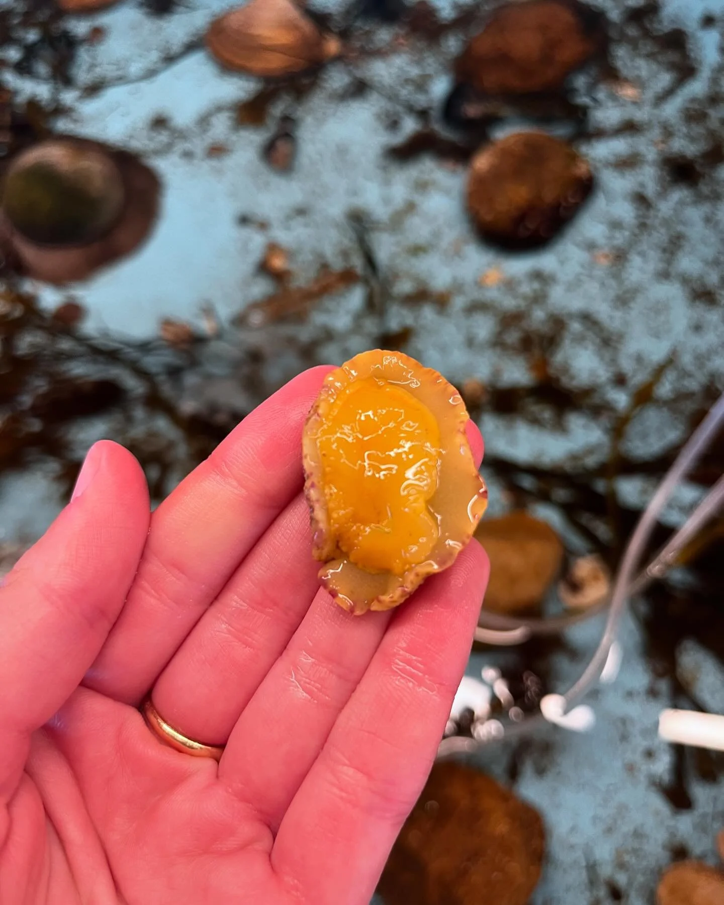 Nudibranch