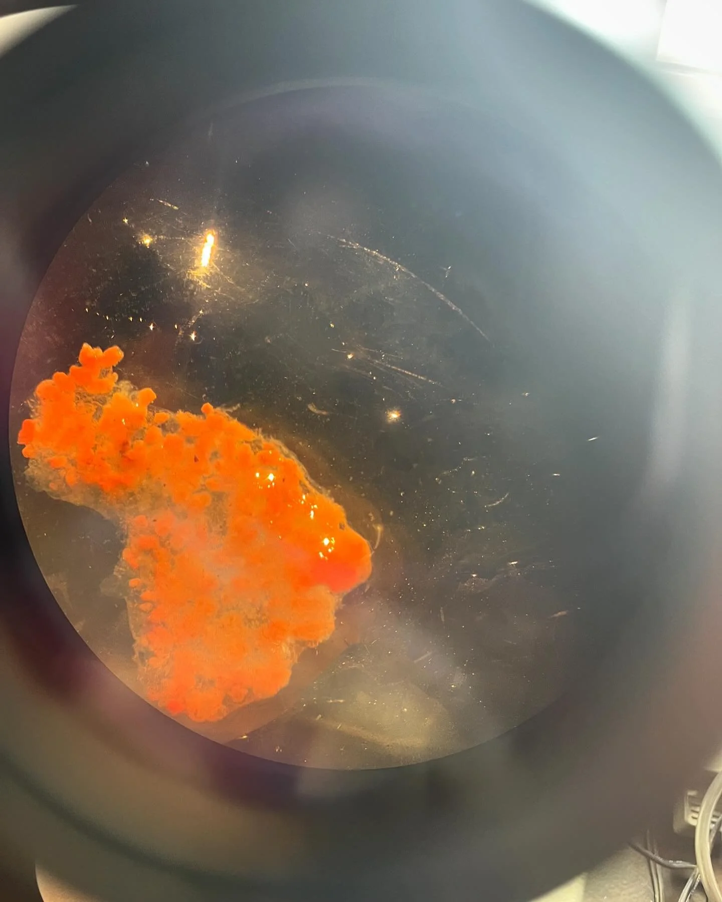 Baby nudibranchs