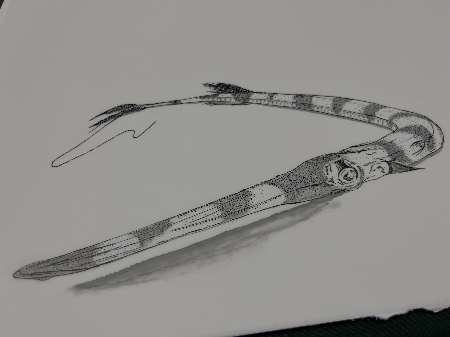 Red cornetfish dip pen and ink on Dura-Lar