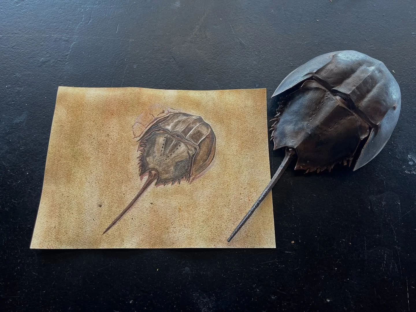 Burrowing Atlantic Horseshoe Crab &mdash;&gt; swipe for the full process! ⏳⌛️