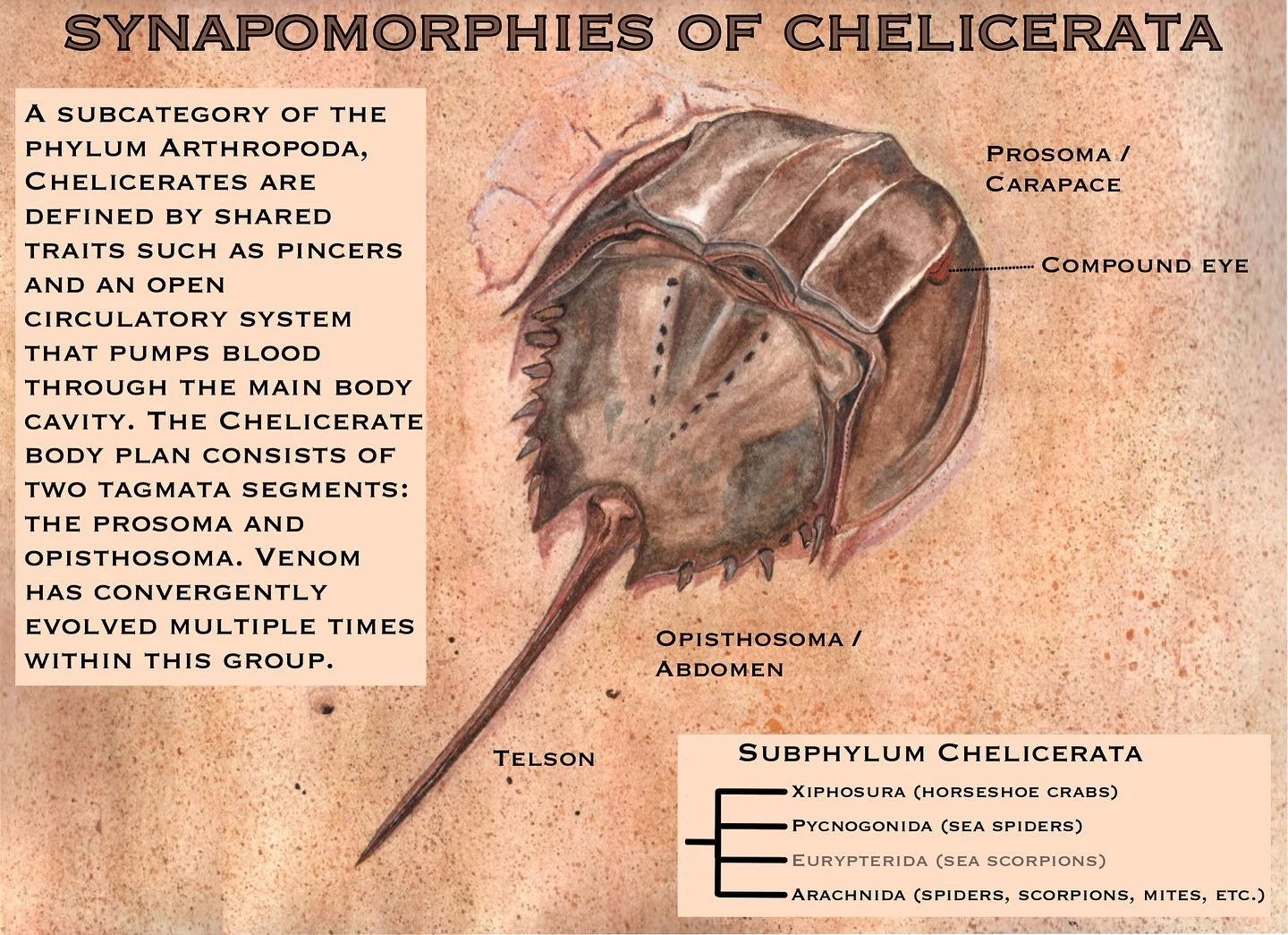 Synapomorphies of Chelicerata infographic #paleobiopostcard