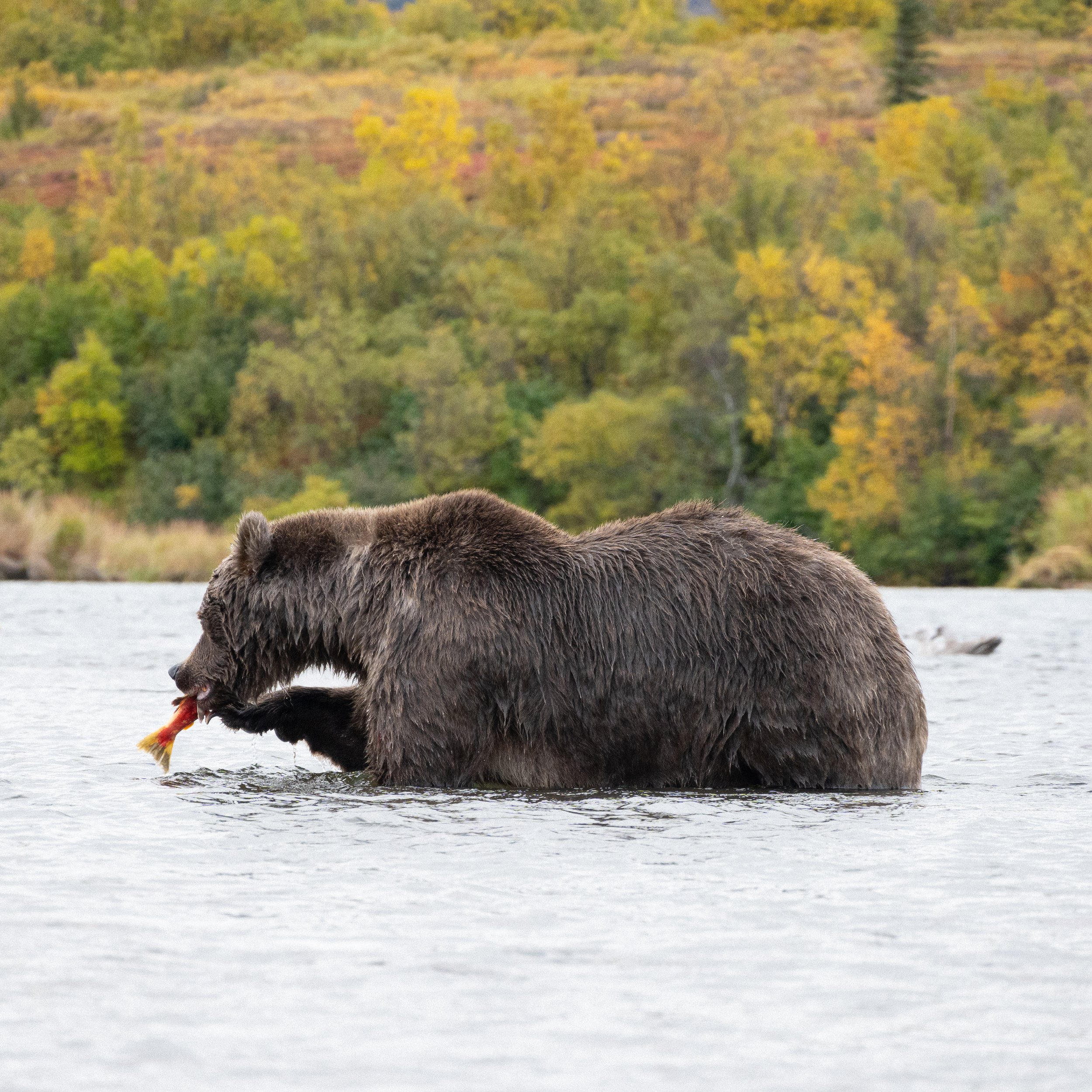 Kulik River, AK
