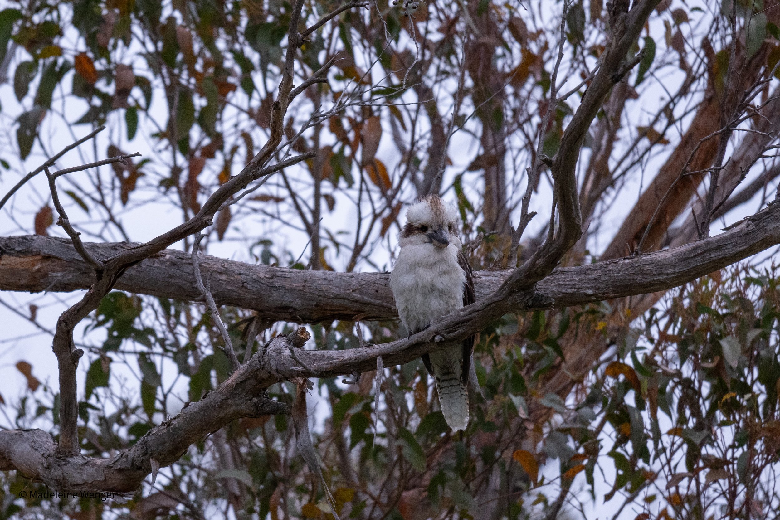 Kookaburra, Cascade Brewery, Hobart Tasmania