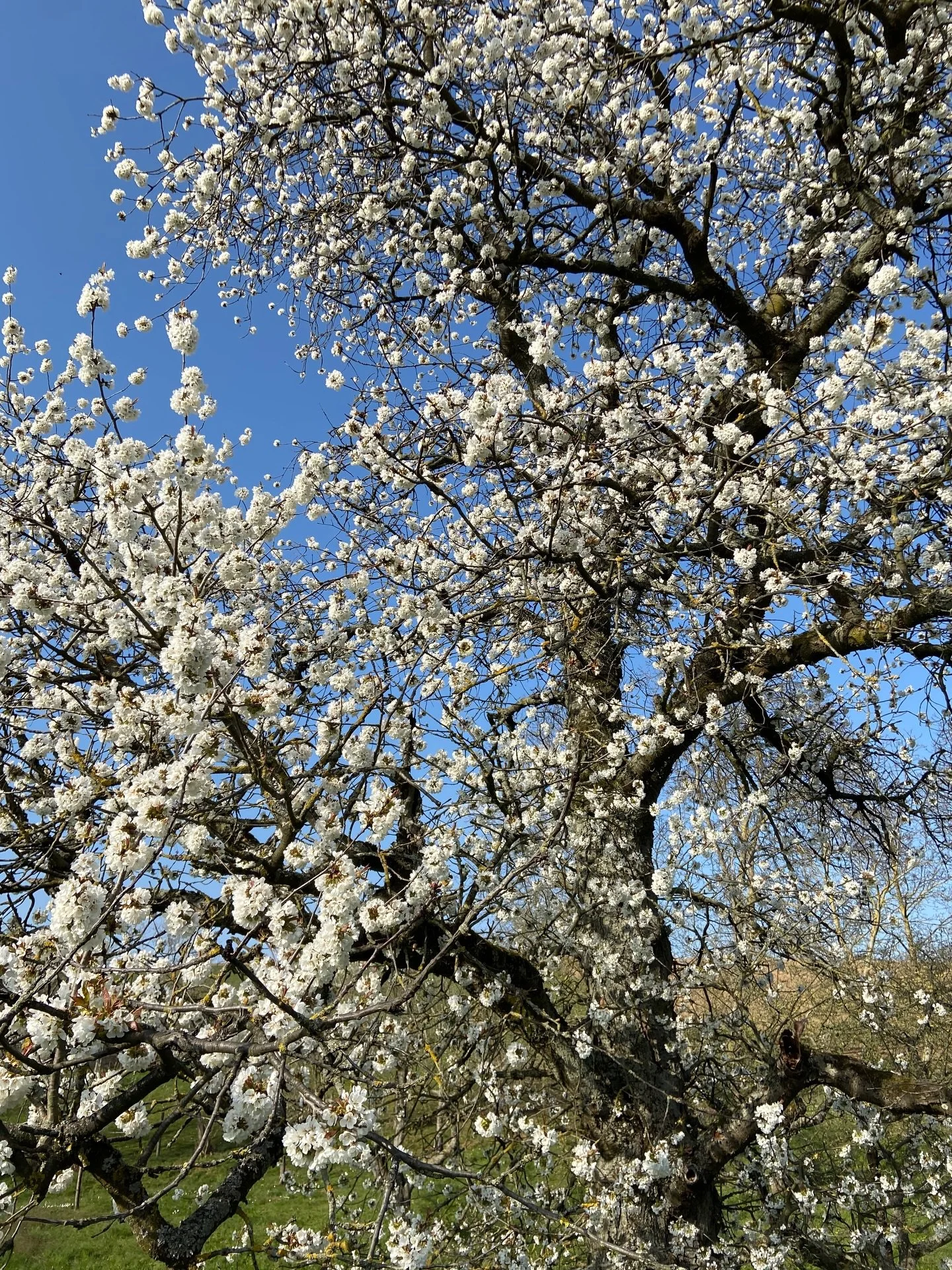 Not so long to go and everything will start to flourish again 🌱 The perfect season to come together to create, be present and celebrate life!

Would you like to join @nomonki and me for our spring retreat @ebenrieder?

Then check out 👇
IN BLOOM 30.