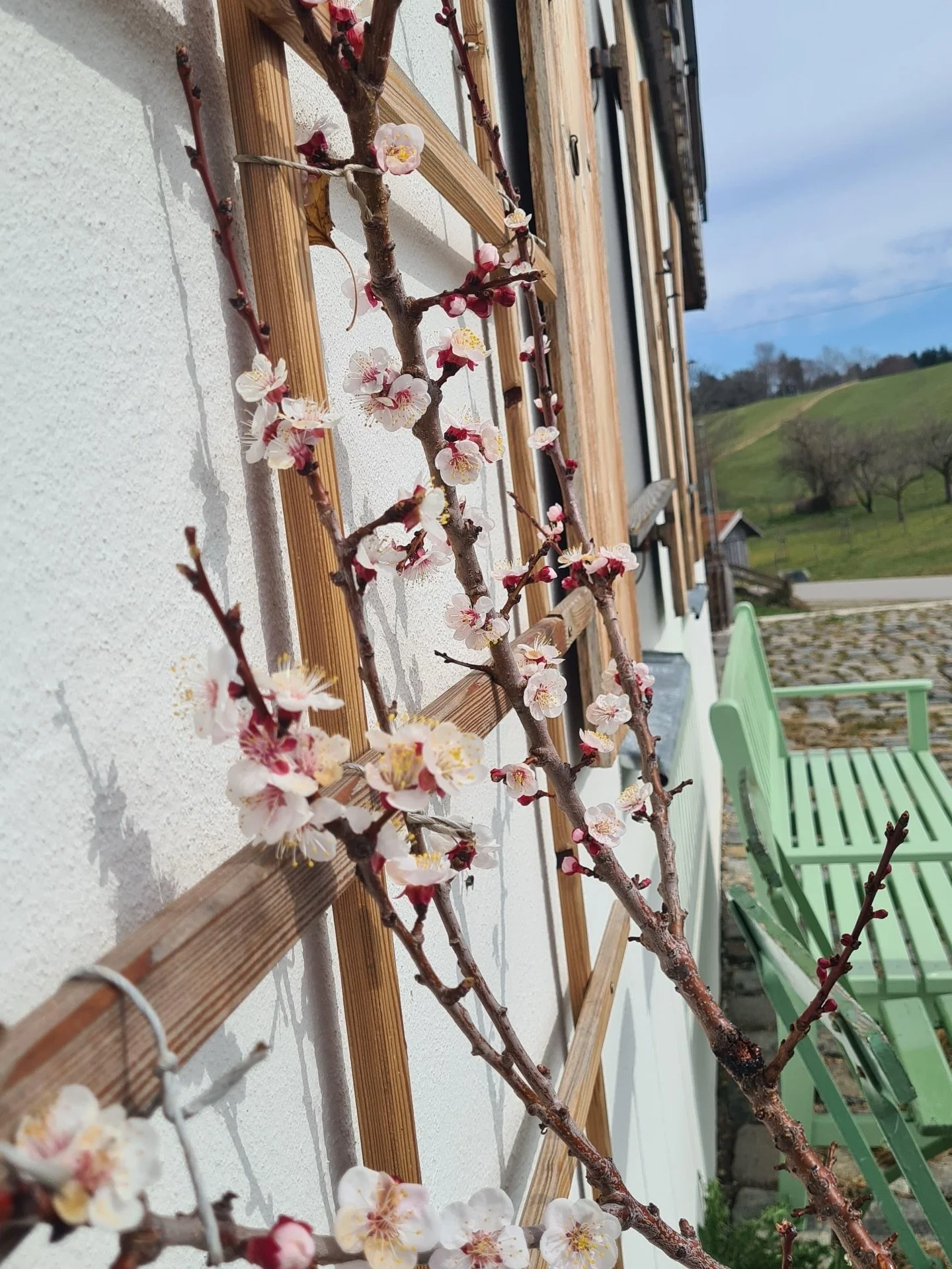 Almond flower @ebenrieder 🌸 Are you up for meeting the essence of spring?

Then join us for IN BLOOM our creative retreat from April 30 to May 3 hosted at the stunning @ebenrieder - together with @nomonki and @studioschmal 🌱

Through all senses, we