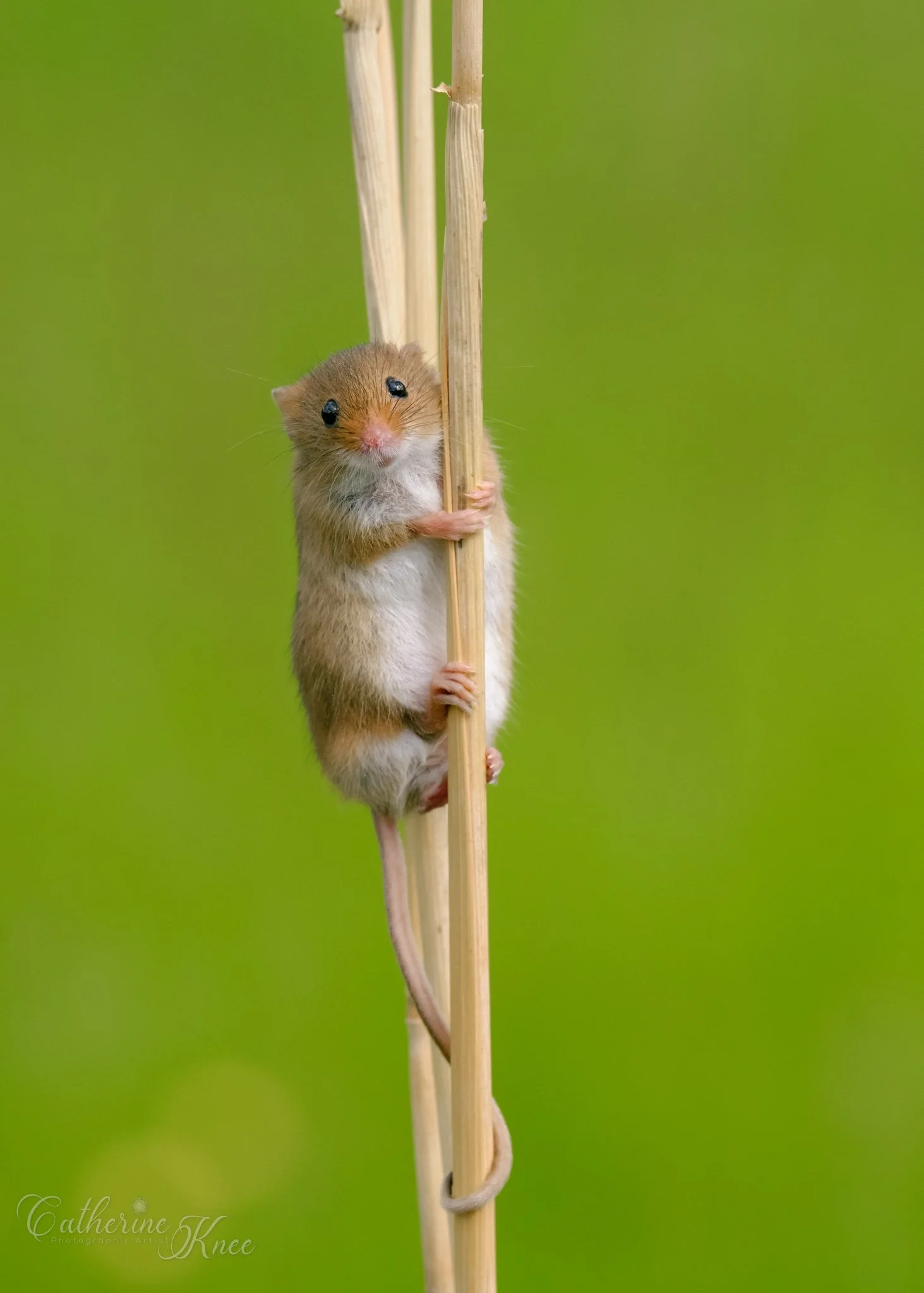 Photo of a harvest mouse on a wheat stalk