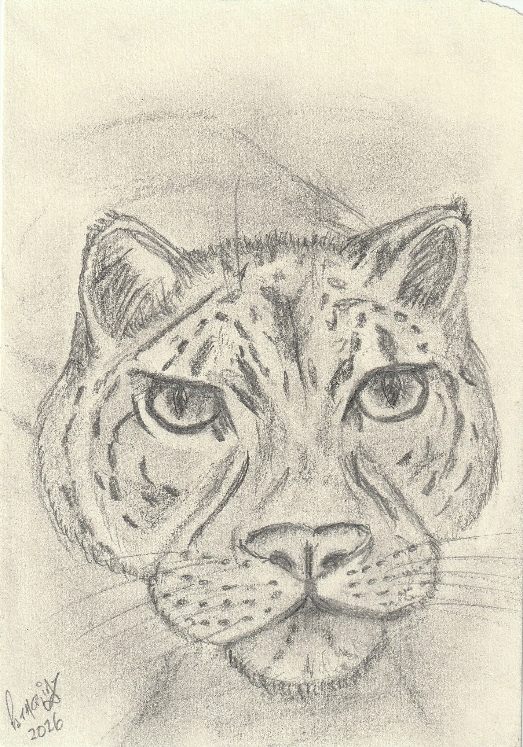Snow Leopard Portrait Pencil Drawing by Catherine Knee. Detailed pencil drawing of a snow leopard face looking directly at the viewer, focusing on realistic facial proportions, expressive eyes and soft fur texture.